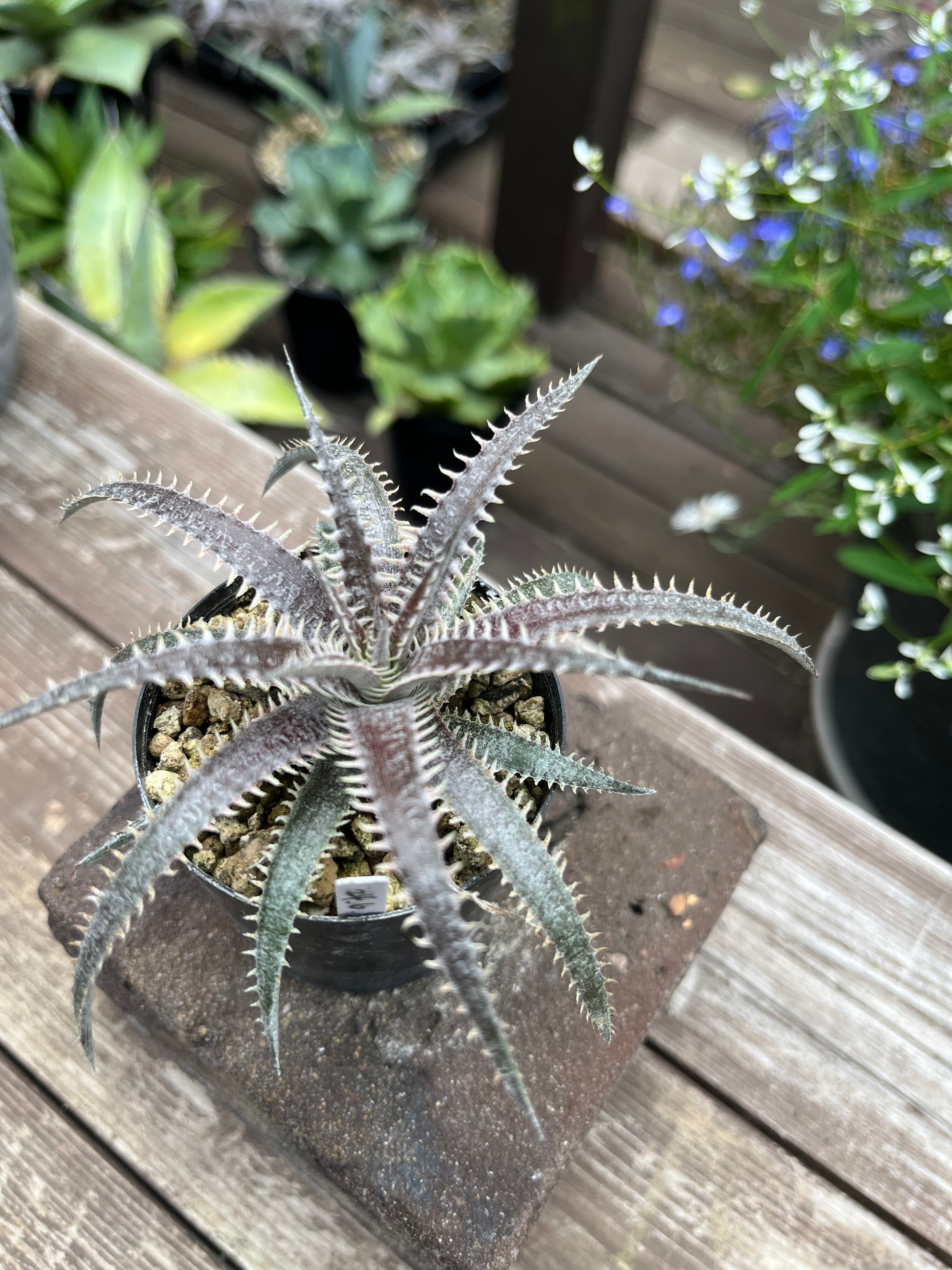 Dyckia 4th of July series XXX-2 子株 | DECKS