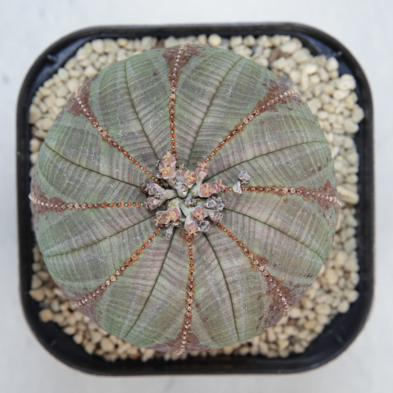 ユーフォルビア　オベサ　まん丸　大型特選株　約7.5cm NO.3 メス株 最大幅 約7.5cm 木質化 美模様 まん丸 オベサ / ユーフォルビア