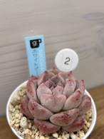 多肉植物　輸入苗　ホワイトピーチ☆No.2