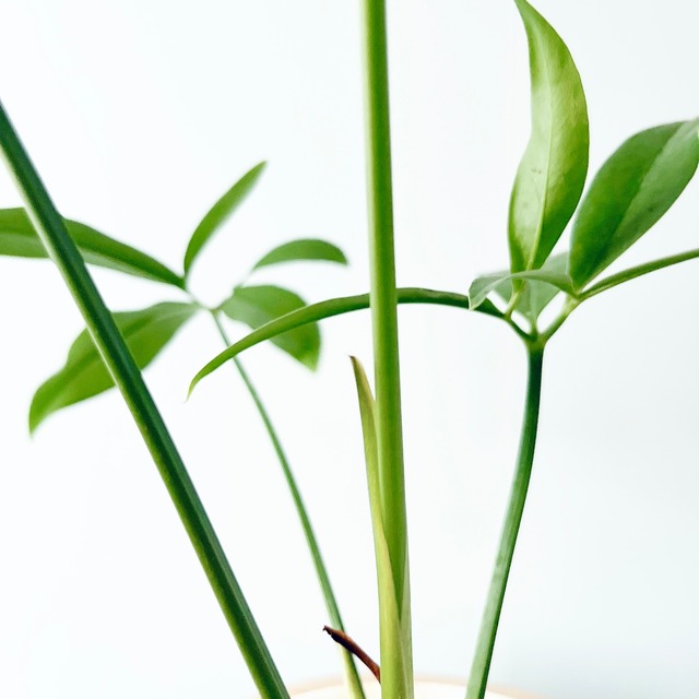 フィロデンドロン ファンバン 観葉植物 calm cafe