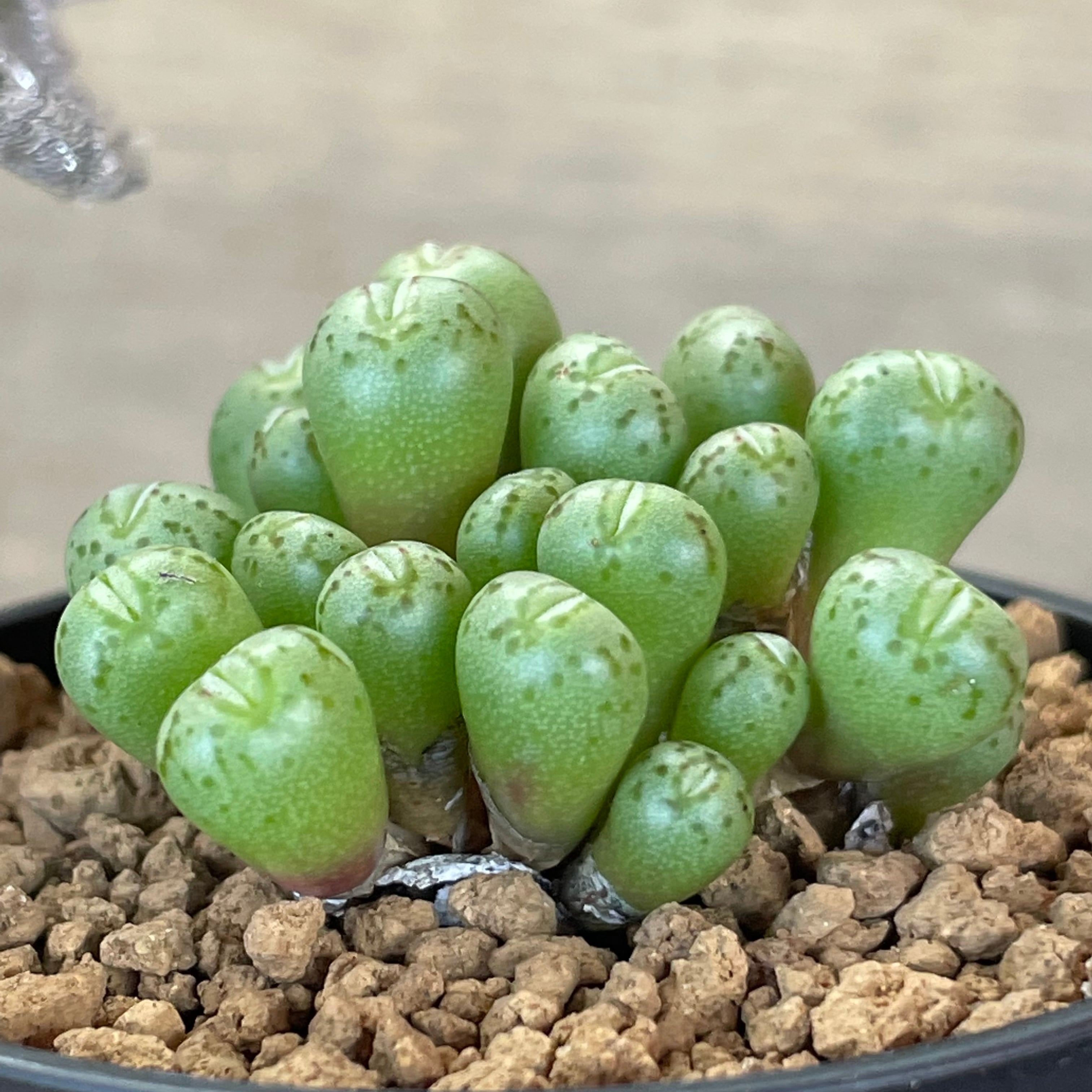 初音 コノフィツム | RuPo 多肉植物専門店