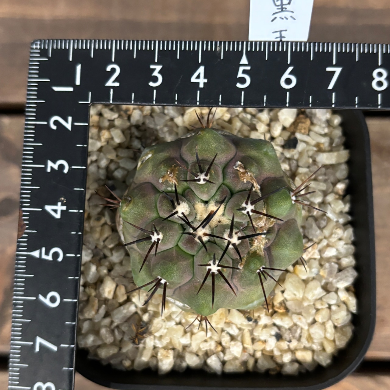 サボテン コピアポア 黒王丸【269】