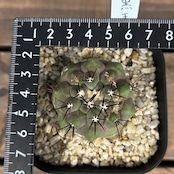 サボテン コピアポア 黒王丸【269】