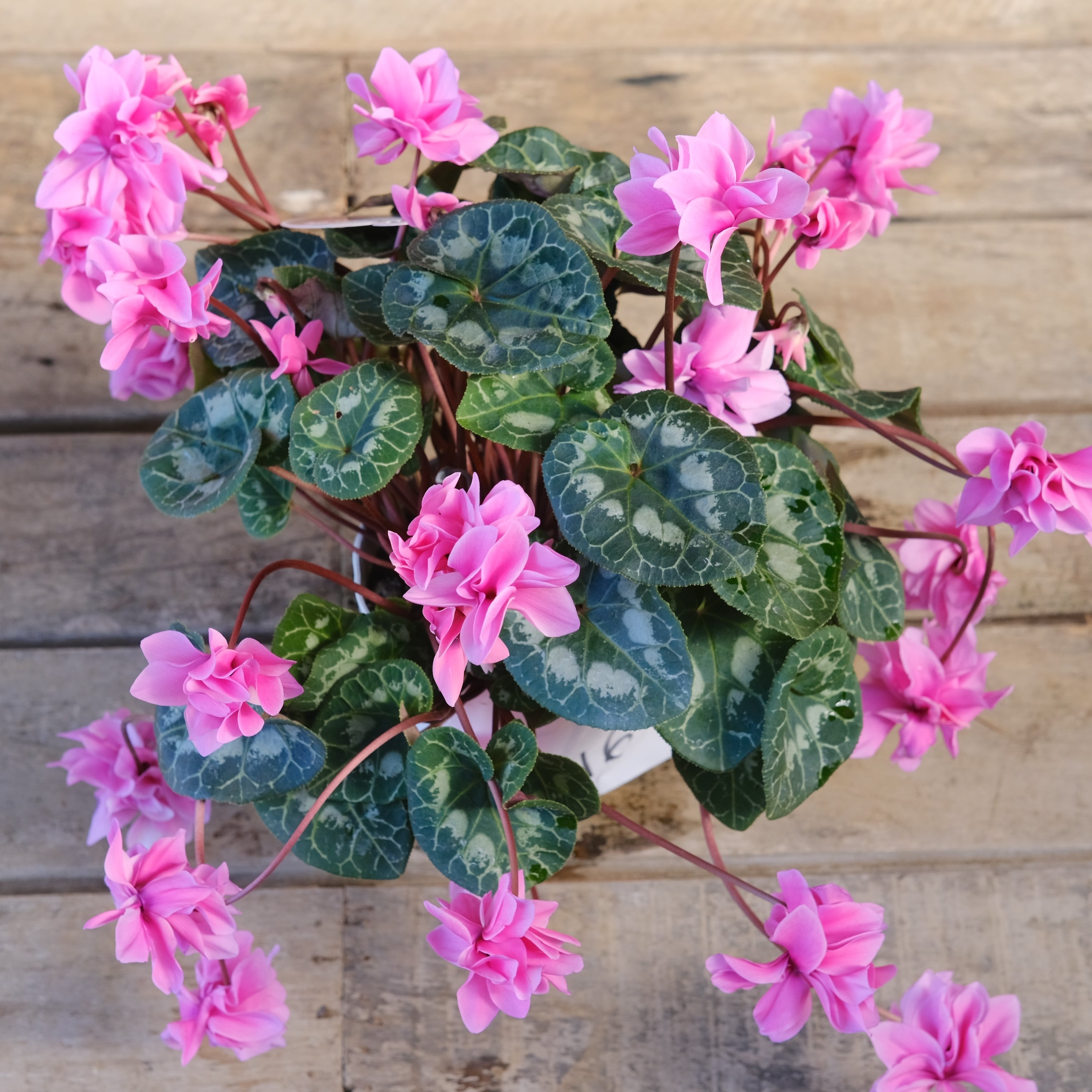 No, 16】ミニシクラメン チモシリーズ 八重《 枝垂れざき 》鉢なし