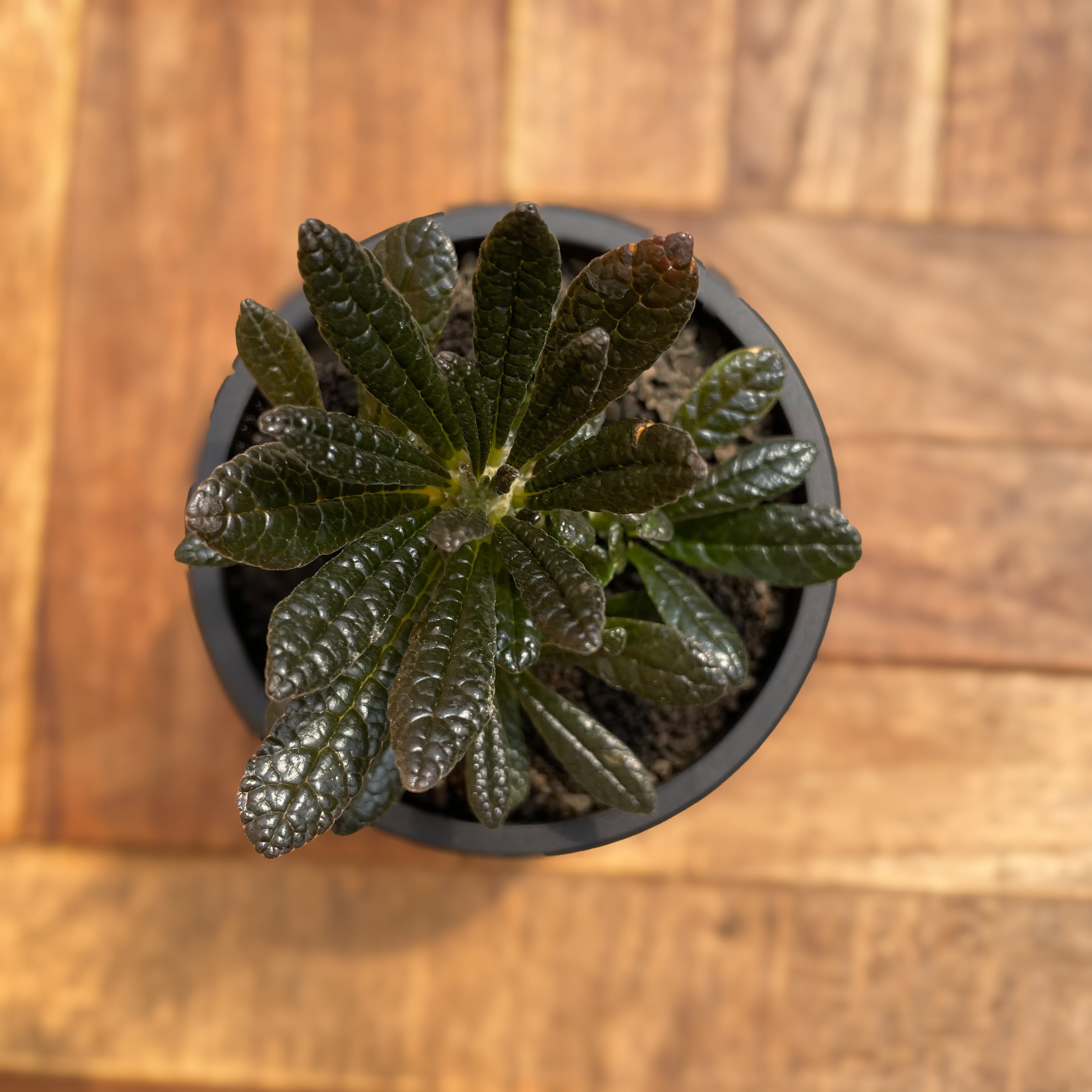 Dorstenia gigas【ドルステニア・ギガス・実生】 | RIMO'S GREEN