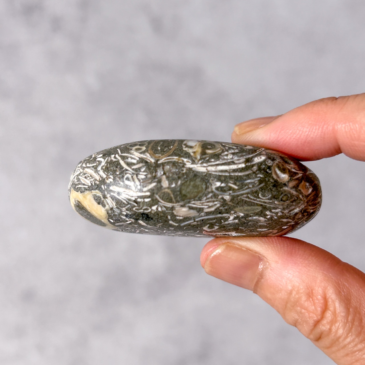 ツリテラアゲート 01 パーム * Turitella Agate * 天然石