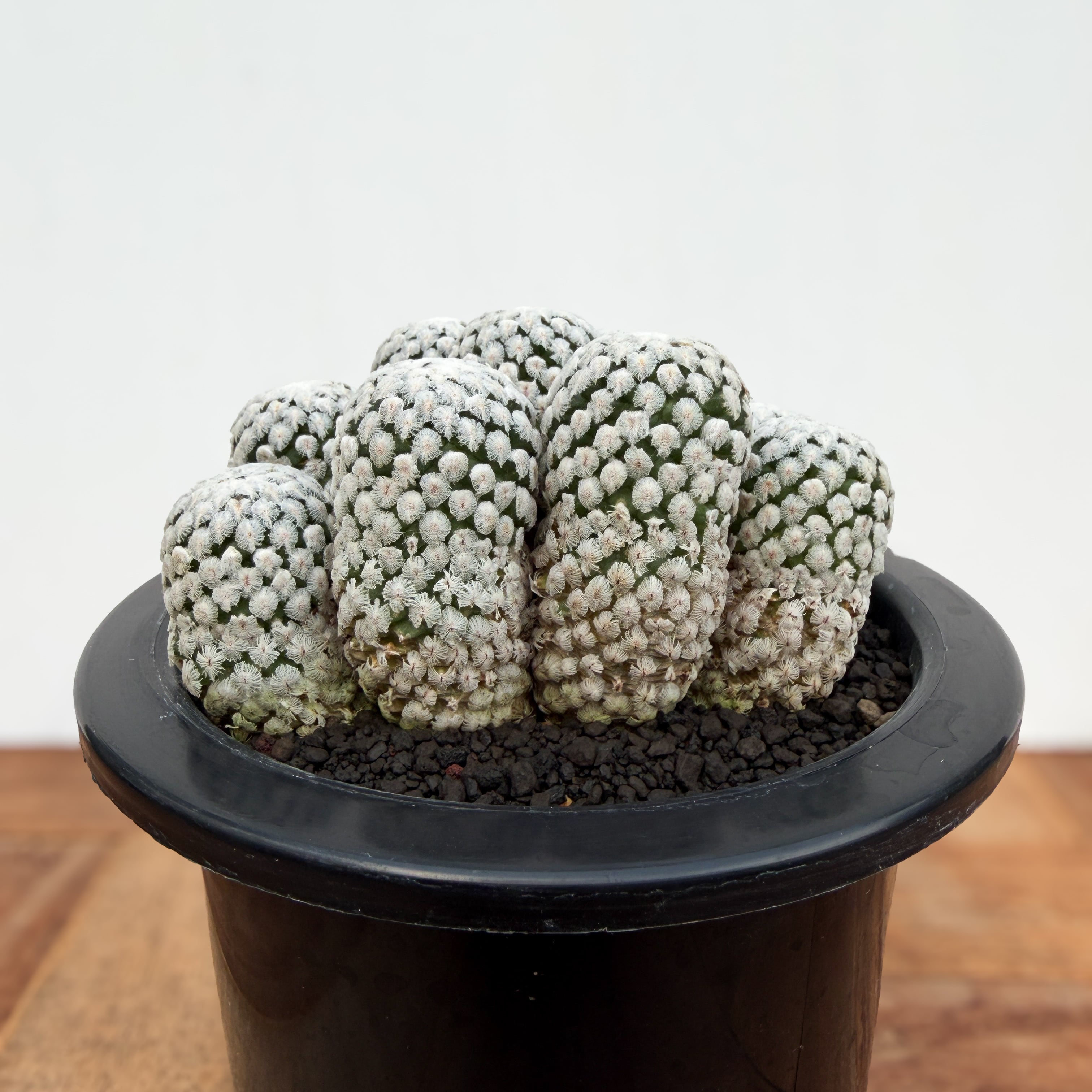 Turbinicarpus valdezianus【ツルビニカルプス・バラ丸】 | RIMO'S