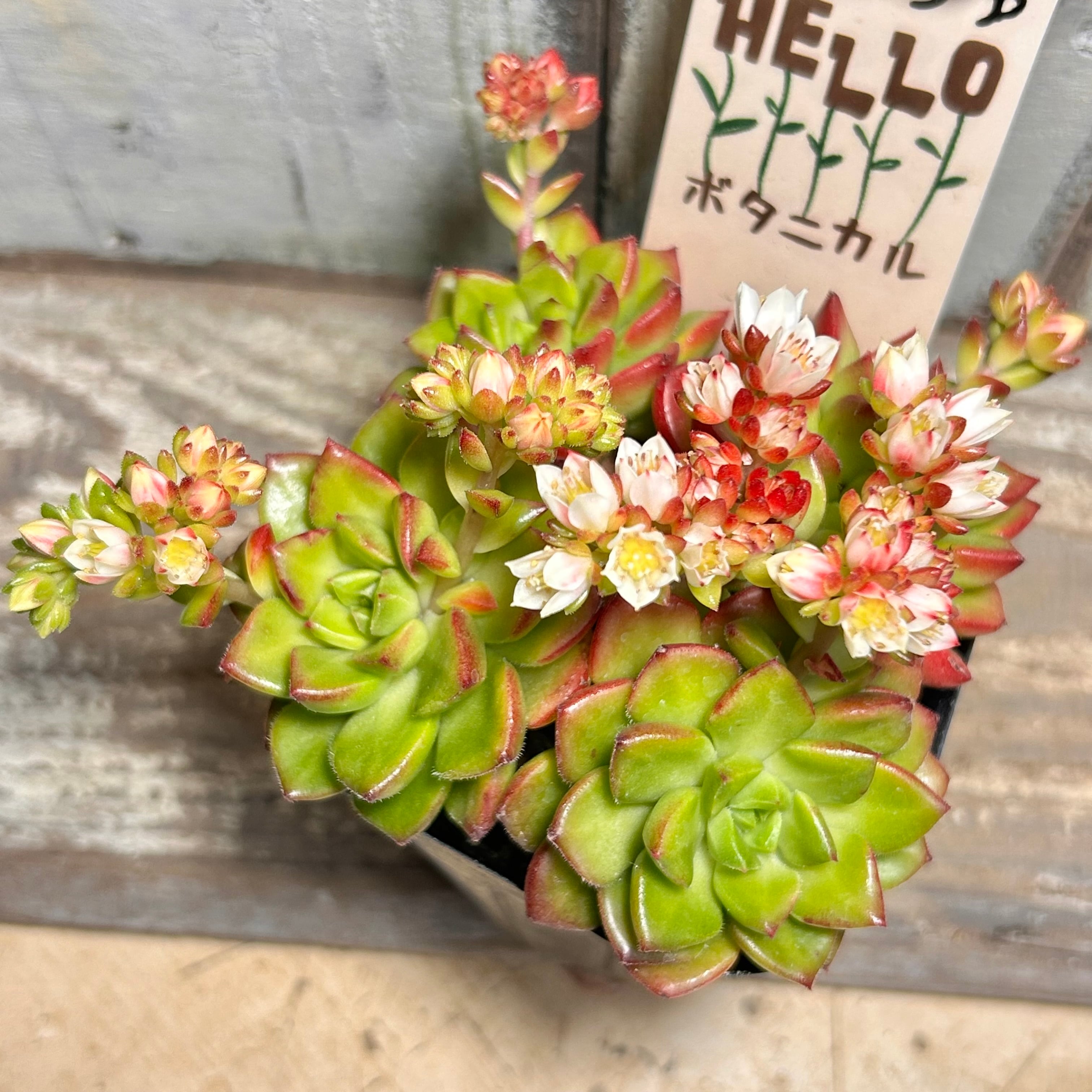 グリーンカシミヤ錦 アエオニウム | RuPo 多肉植物専門店