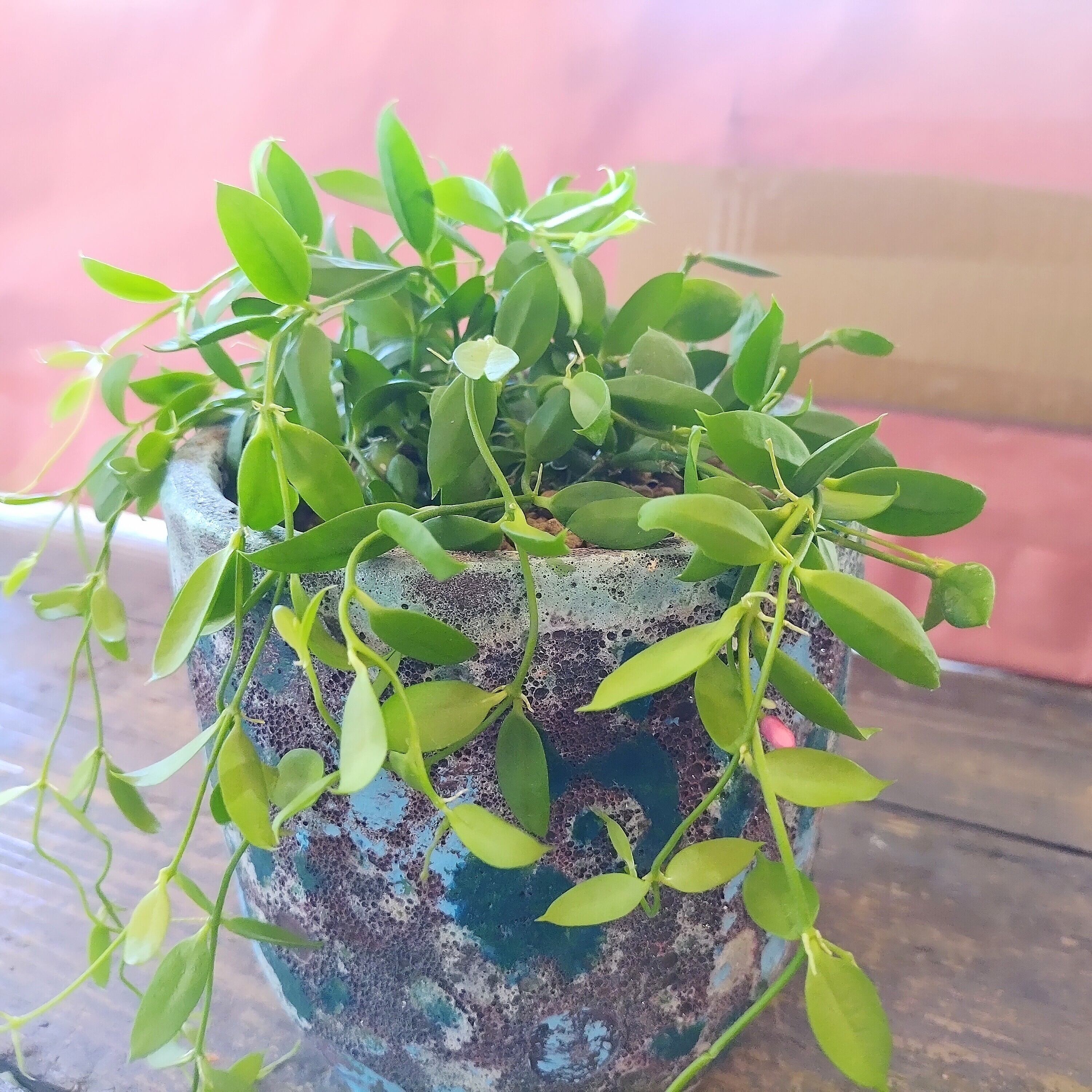 カンガルーポケット鉢入り | RuPo 多肉植物専門店
