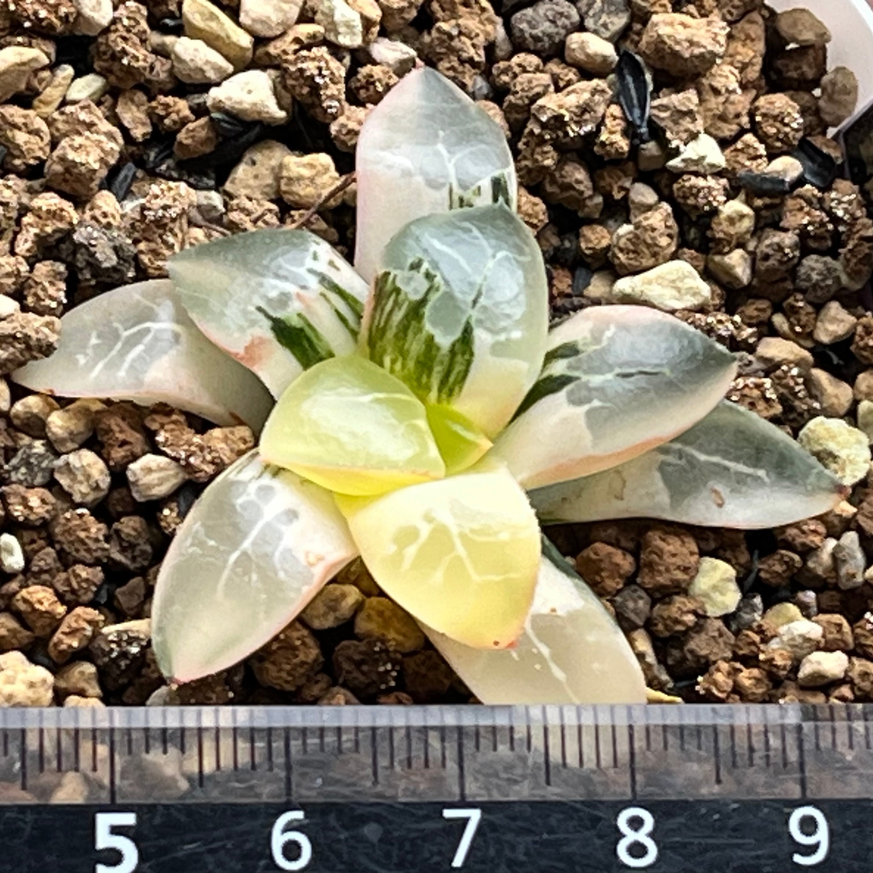 ハオルチア バディア 火鳳凰錦 | mocono_plants