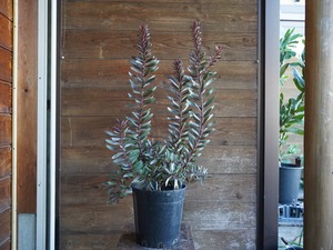 【現物】リューカデンドロン ”デュリフ” 7号 B