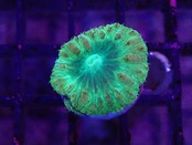 【一ヶ月熟成】Blastomussa Yellow 1