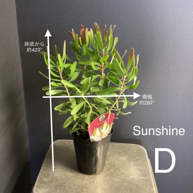 リューカデンドロン ②デュリフ 大苗 オージープランツ 観葉植物 リューカデンドロン ②デュリフ 大苗 オージープランツ 観葉植物