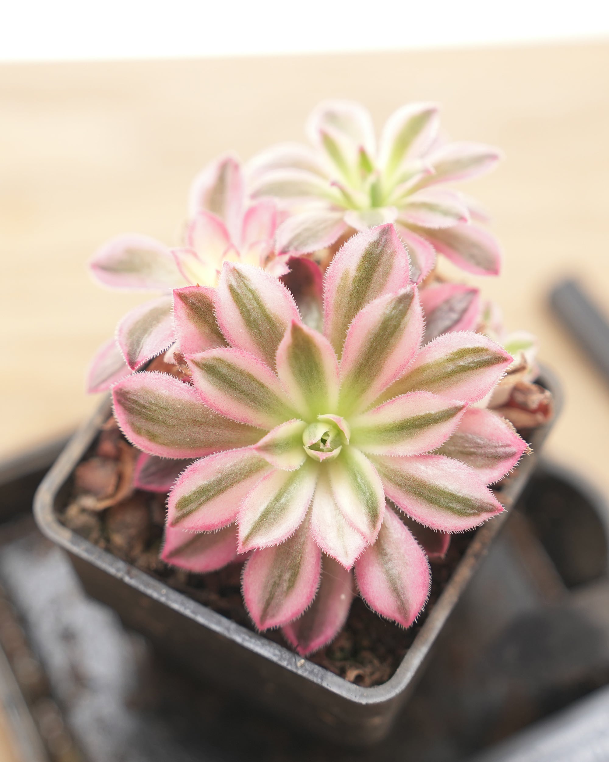 レア種・新品種 | PUKUBOOK SUCCULENTS