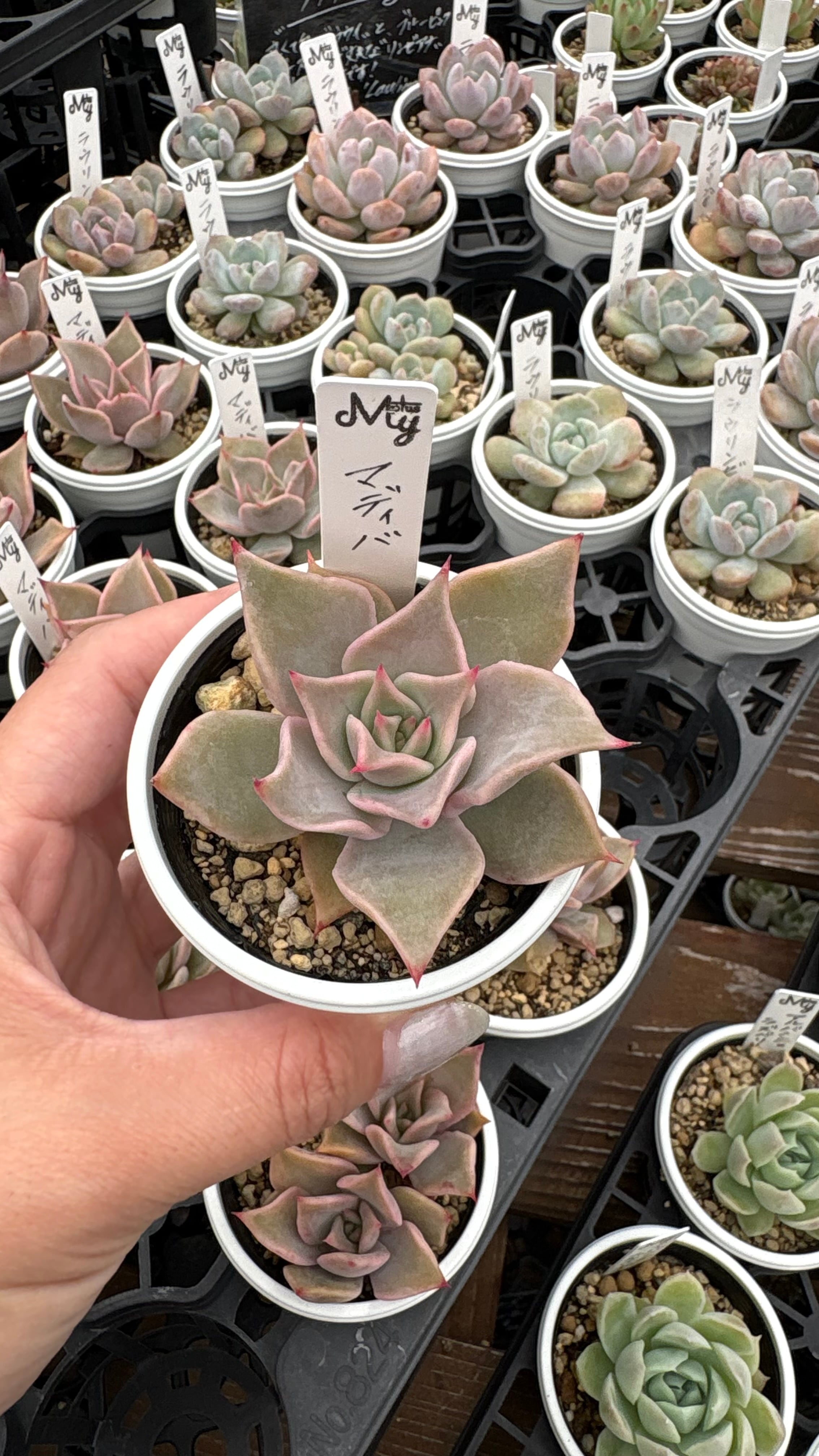 ティテュバンス錦 多肉植物 グラプトベリア 安心の生産ポットそのまま