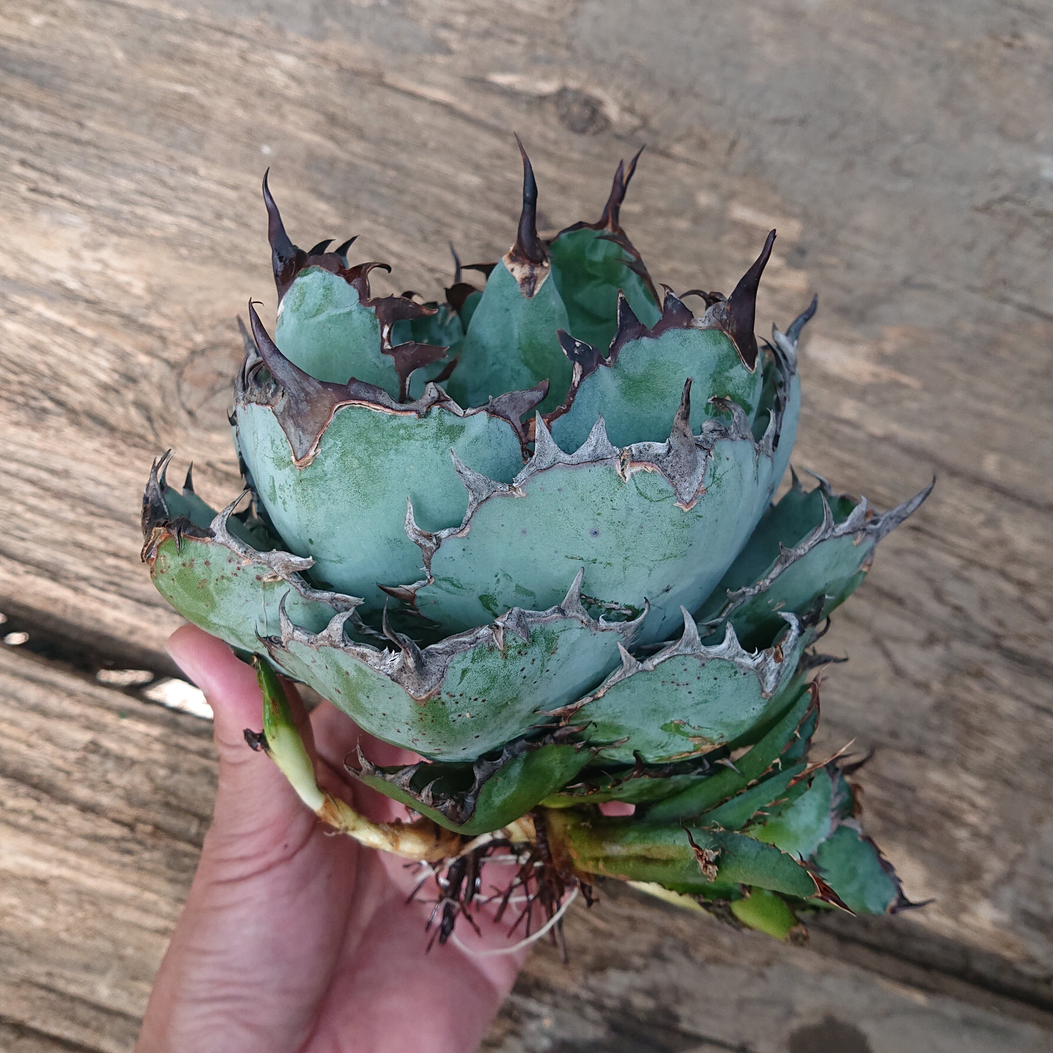 c141多肉植物　アガベ　チタノタ　agave　炎の赤い悪魔　10株極上子株