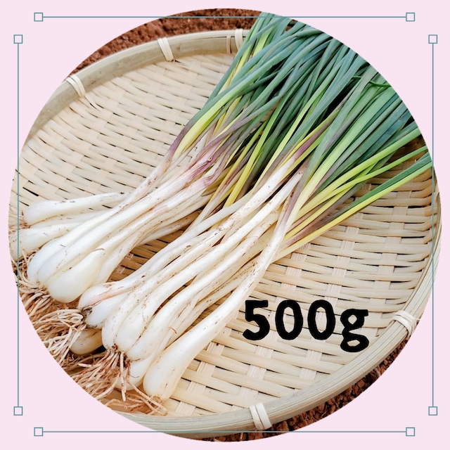 【送料無料】島らっきょう 500ｇ(2人前～少なめ3人前)