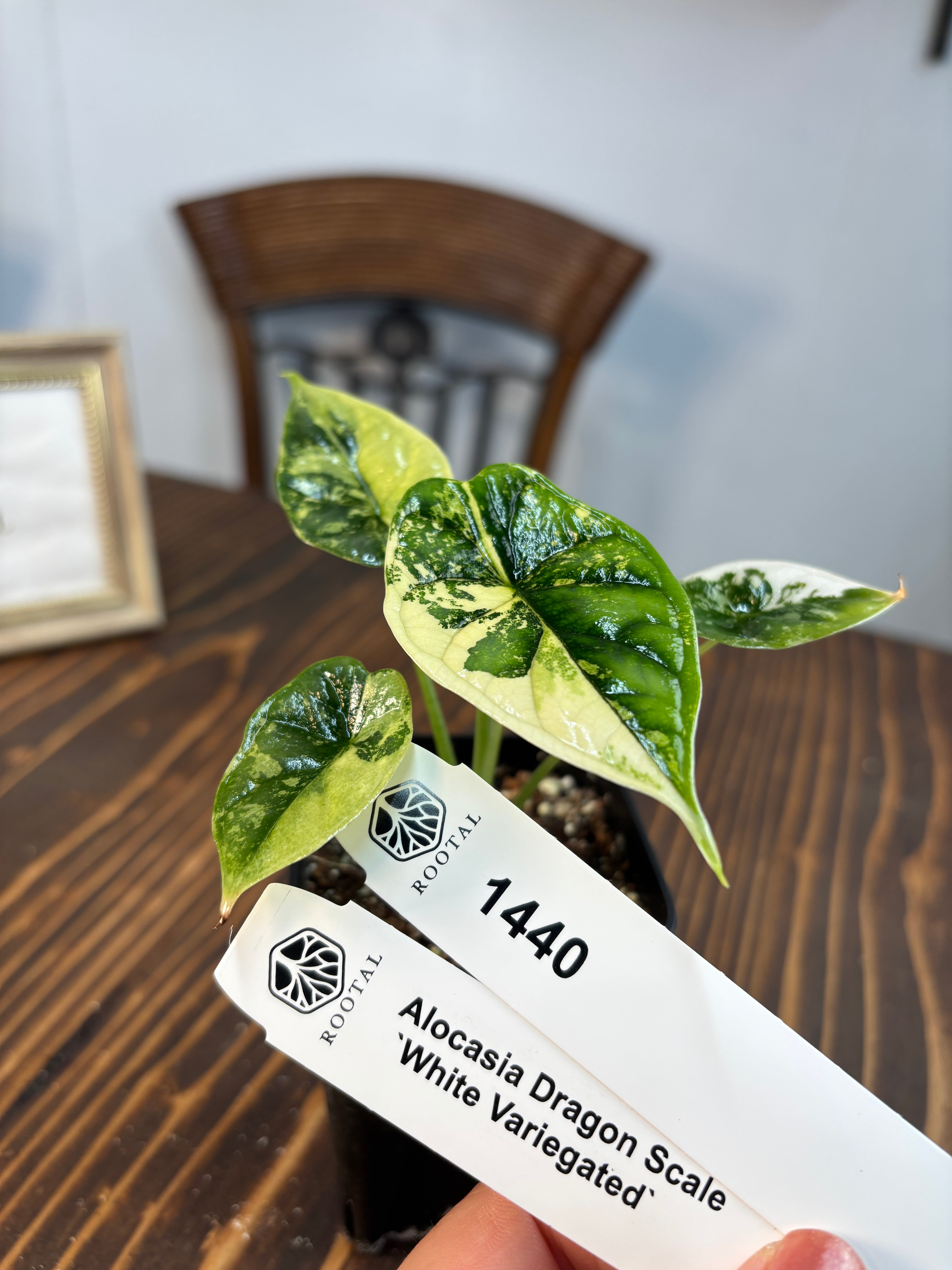 ドラゴンスケールホワイト バリエガータ | ROOTALPLANTS