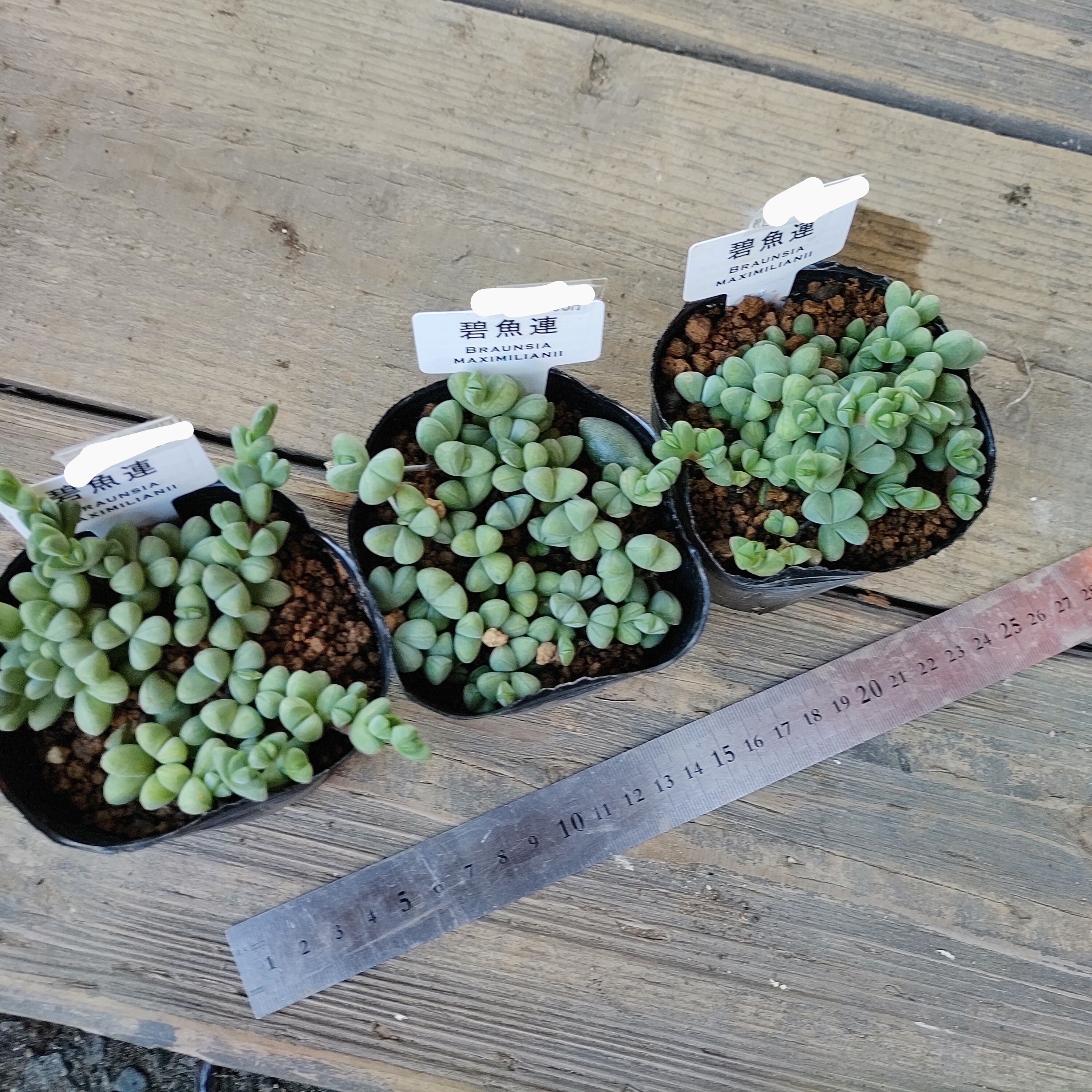 碧魚連 | RuPo 多肉植物専門店