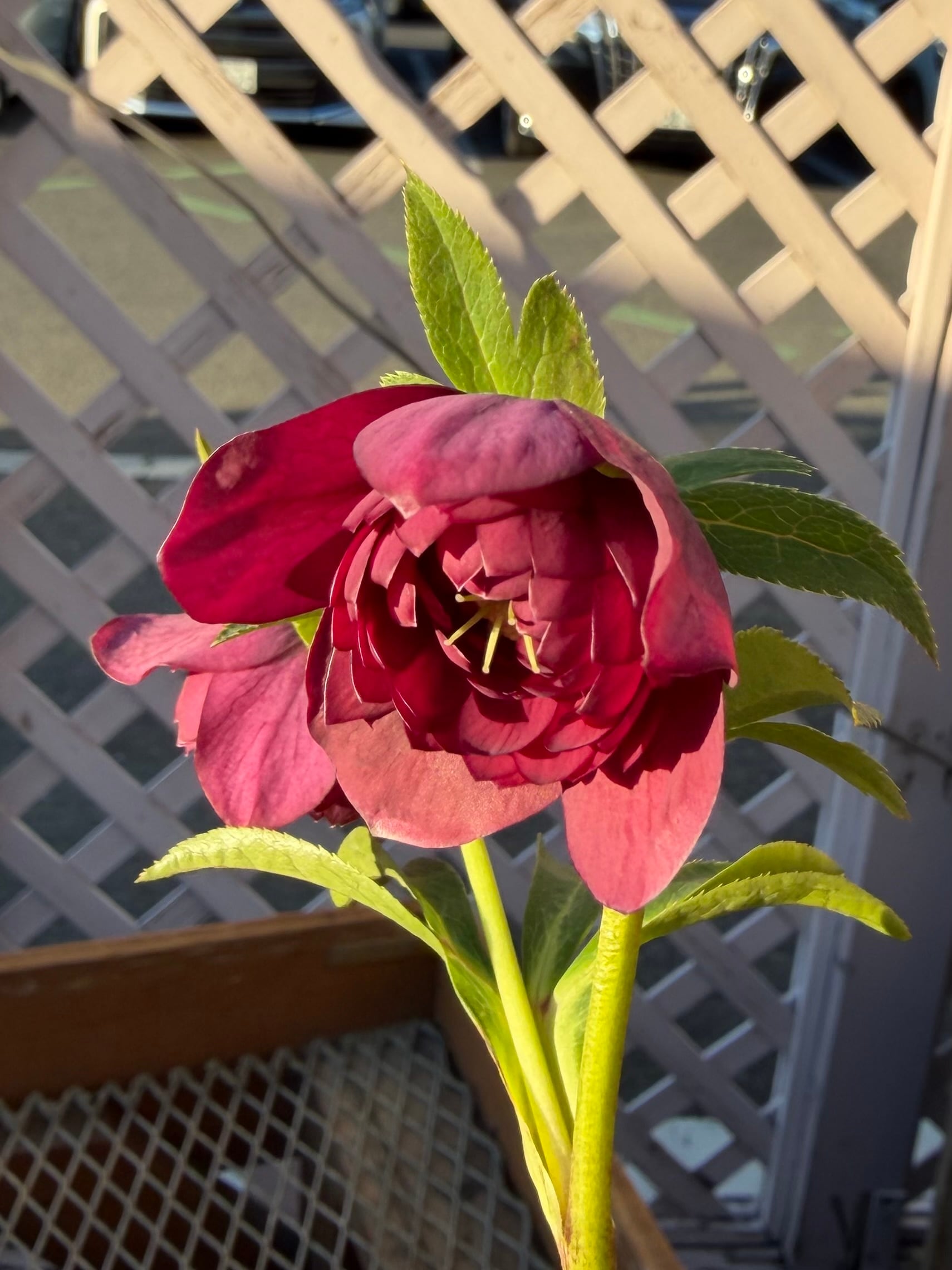 シャガール ※交配札なし 加藤農園 クリスマスローズ【Ka95】送料無料