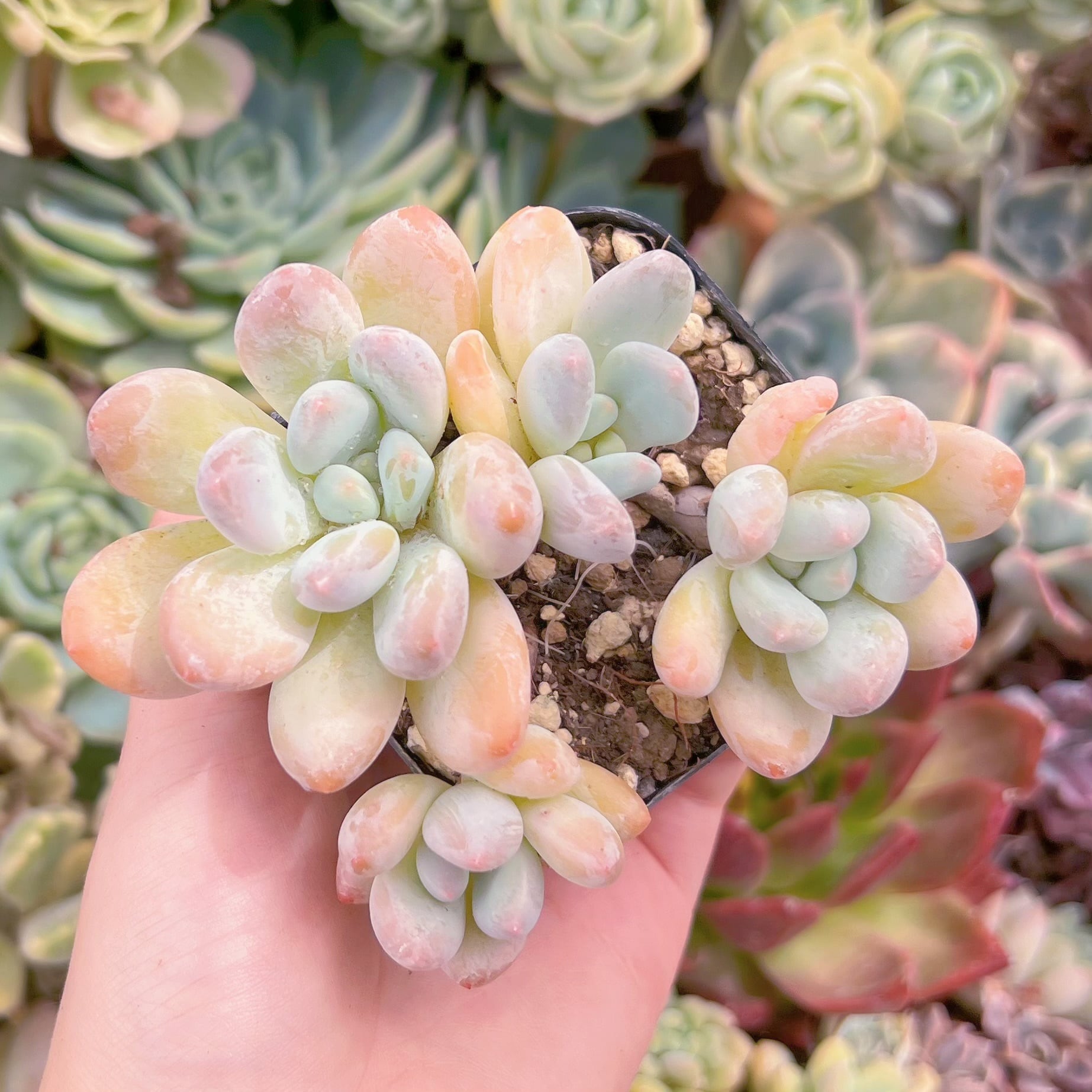 現品　香水#F029　群生　るる農園