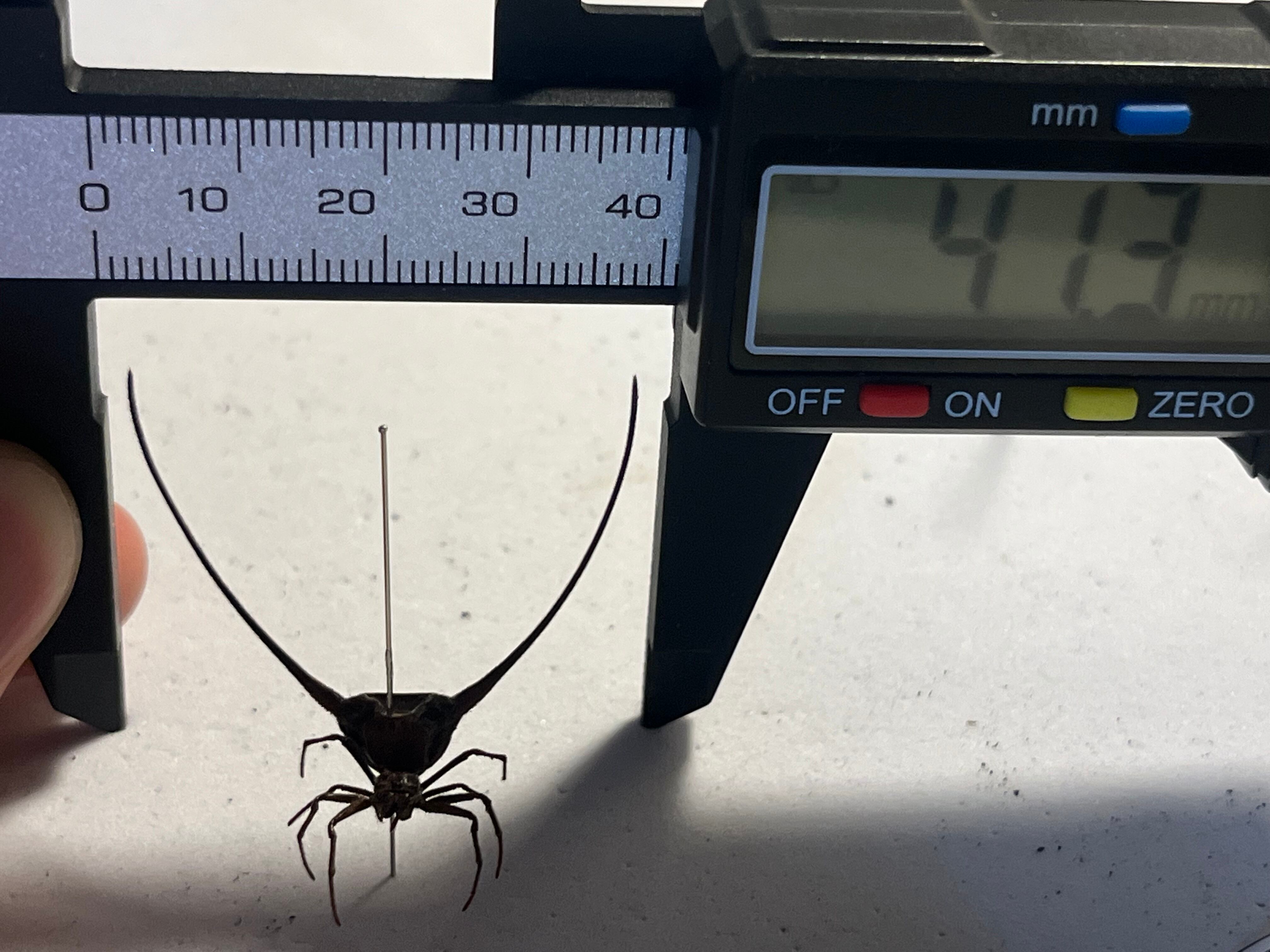 標本】オオナガトゲグモ ハンツマン トゥルースパイダーマンティス