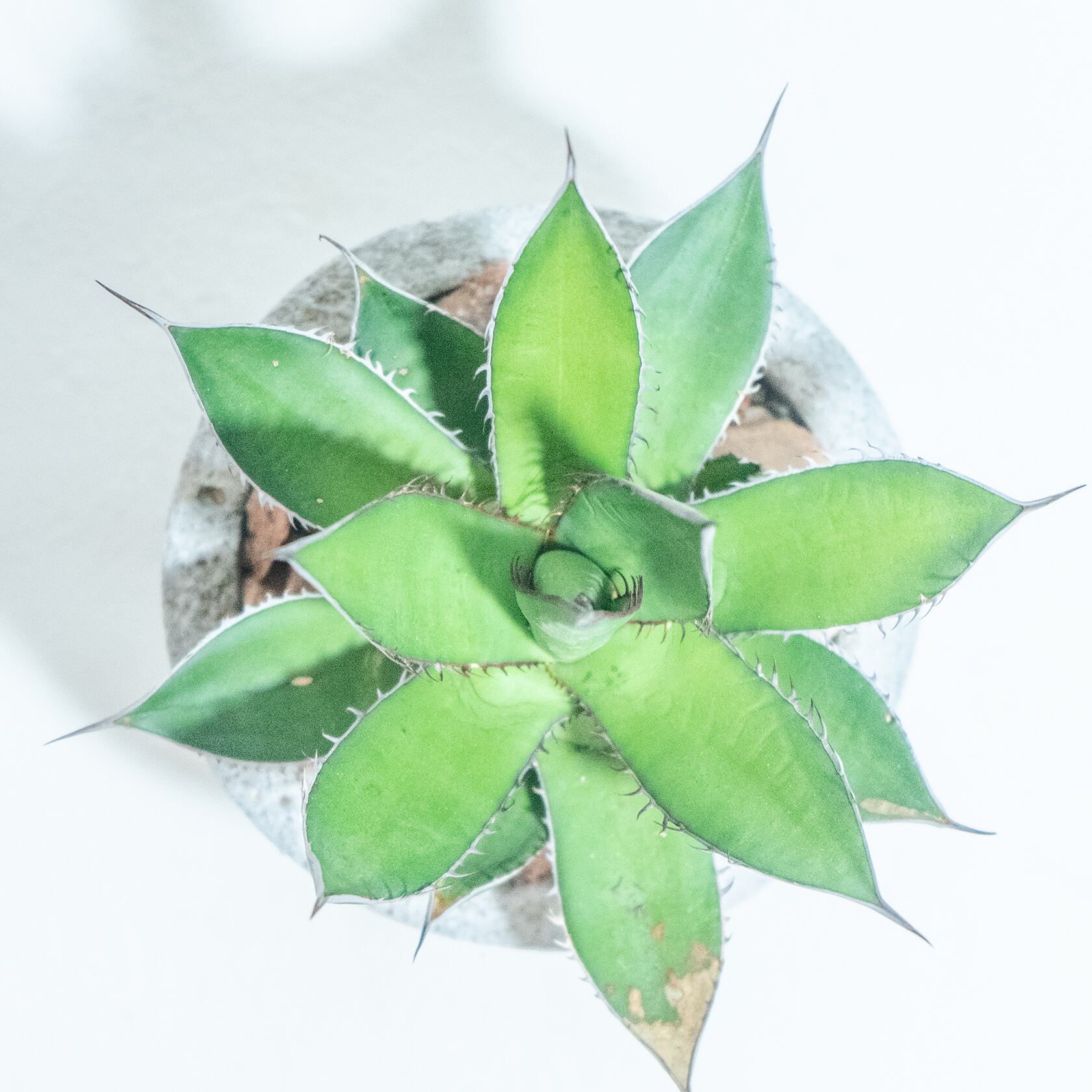 \送料無料/≪ レア植物 ≫室内管理もオッケーなアガベ・ホリダの鉢植え|シンプルでお部屋を選ばない手作りモルタル鉢