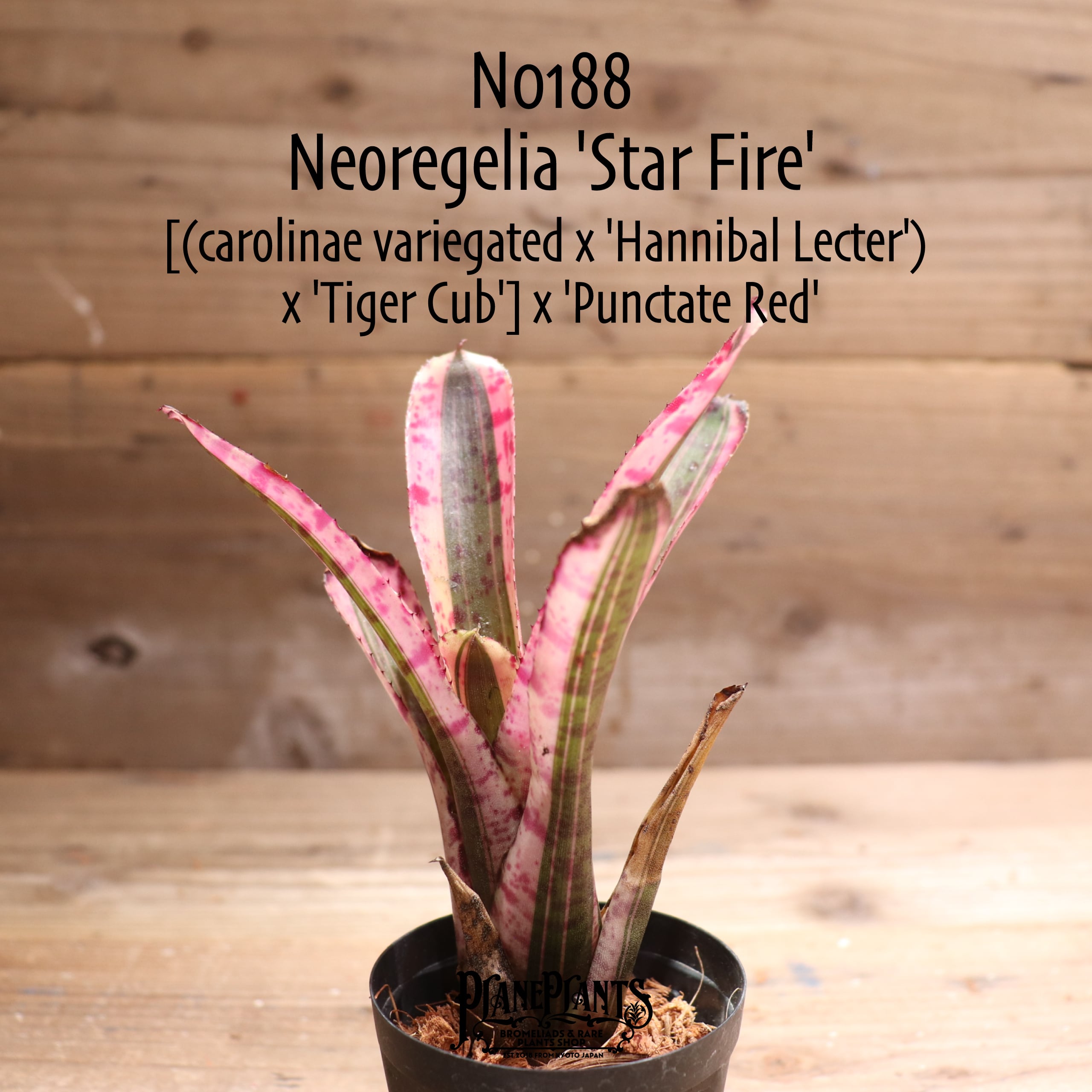 送料無料】Neoregelia 'Star Fire'〔ネオレゲリア〕現品発送N0188