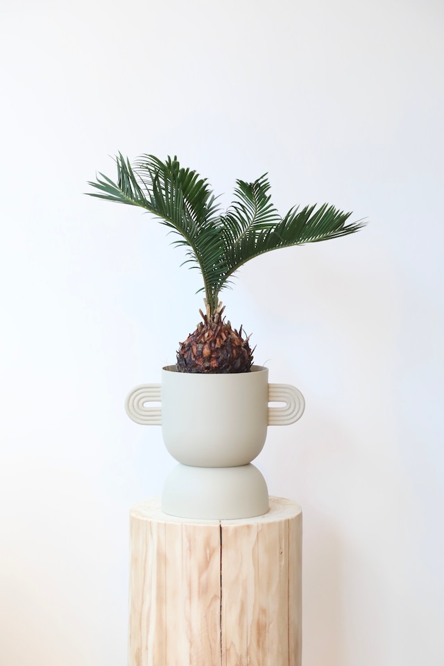 ソテツ(蘇鉄)/Japanese sago palm　※パウダーコート鉢付き