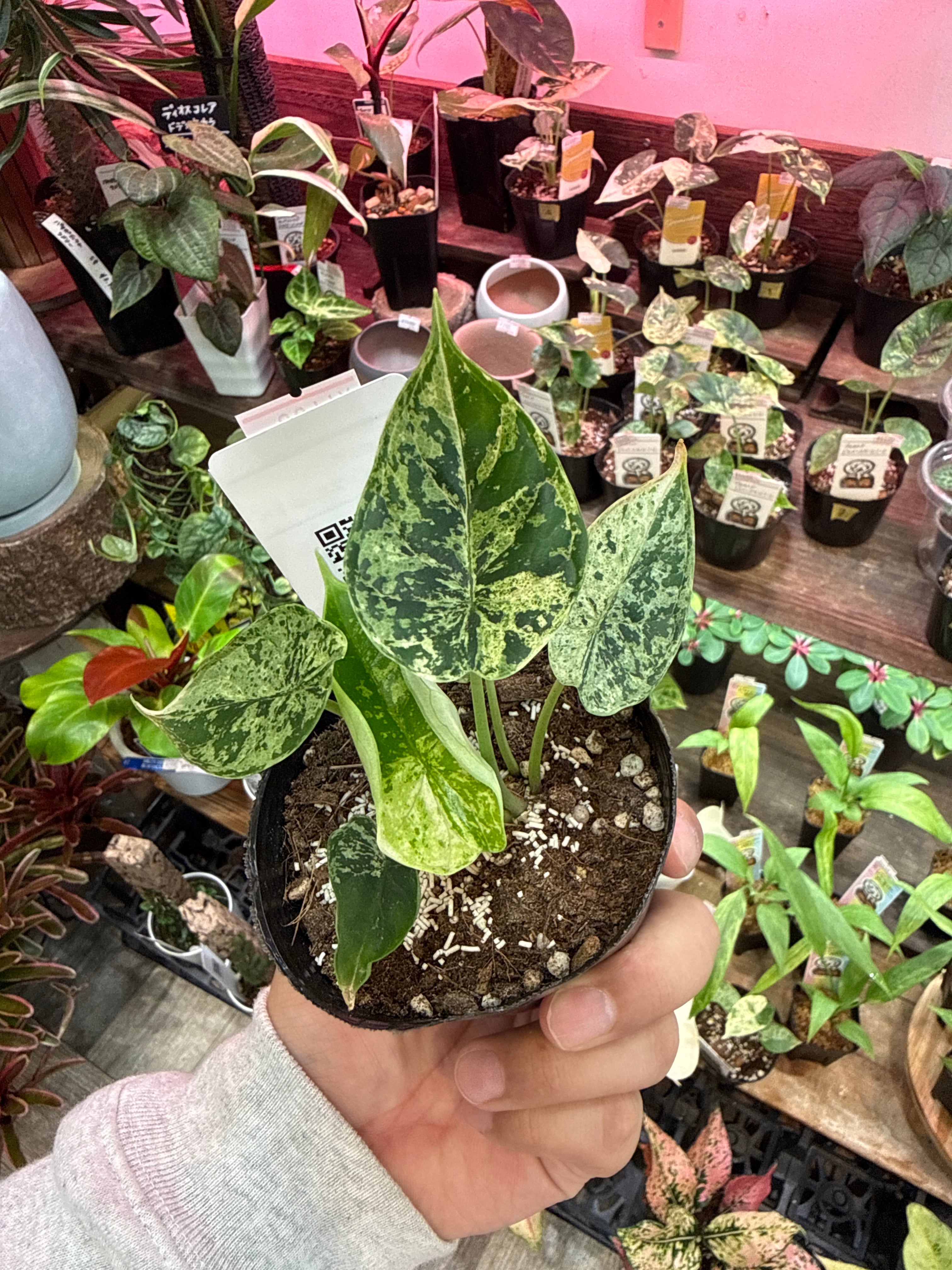 ②アロカシア ドラゴンスケールミント斑入り | Gardenえん 【観葉熱帯