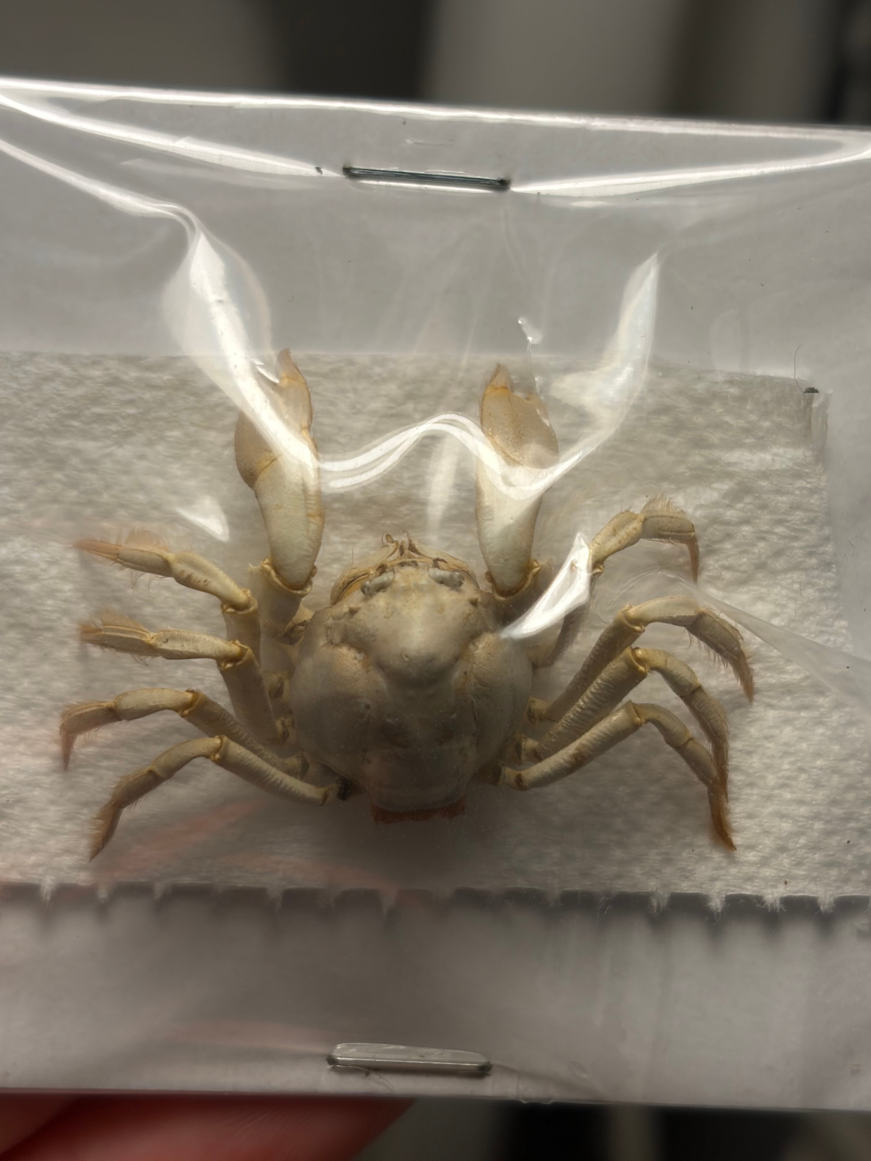 白いカニの標本 蟹標本 ガニ 甲殻類 シャコ エビ モンハナシャコ