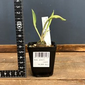 ユーフォルビア 鉄甲丸(ブプレウリフォリア)【578】