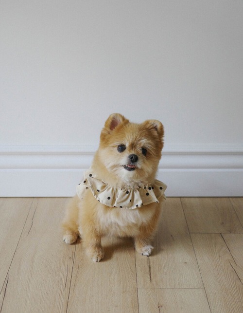 〈予約アイテム〉OHDIBS / capeness no.13 _ Cream Dot