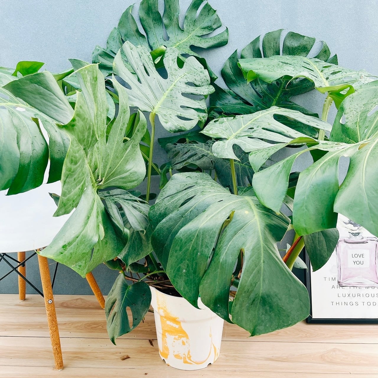 現品］【珍しい】96番 ブコニア レクルバータ バリエガータ 7号 観葉