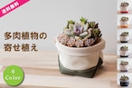 【多肉植物寄せ植えと鉢カバー2点セット】多肉植物屋さんとのコラボ商品