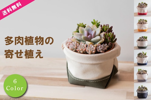 【多肉植物寄せ植えと鉢カバー2点セット】多肉植物屋さんとのコラボ商品