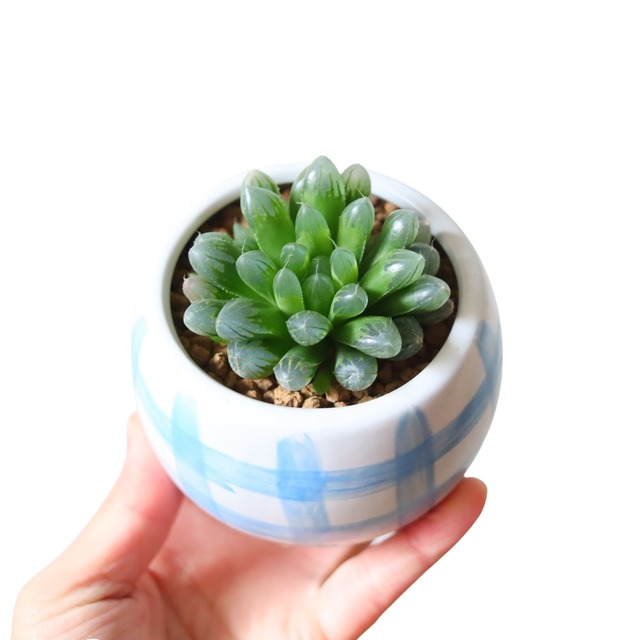 ハオルチア オブツーサ