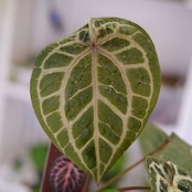 【正規タグ付き】Anthurium 'Michelle' by DOC BLOCK⑬ / アンスリウム・ミシェル│観葉植物