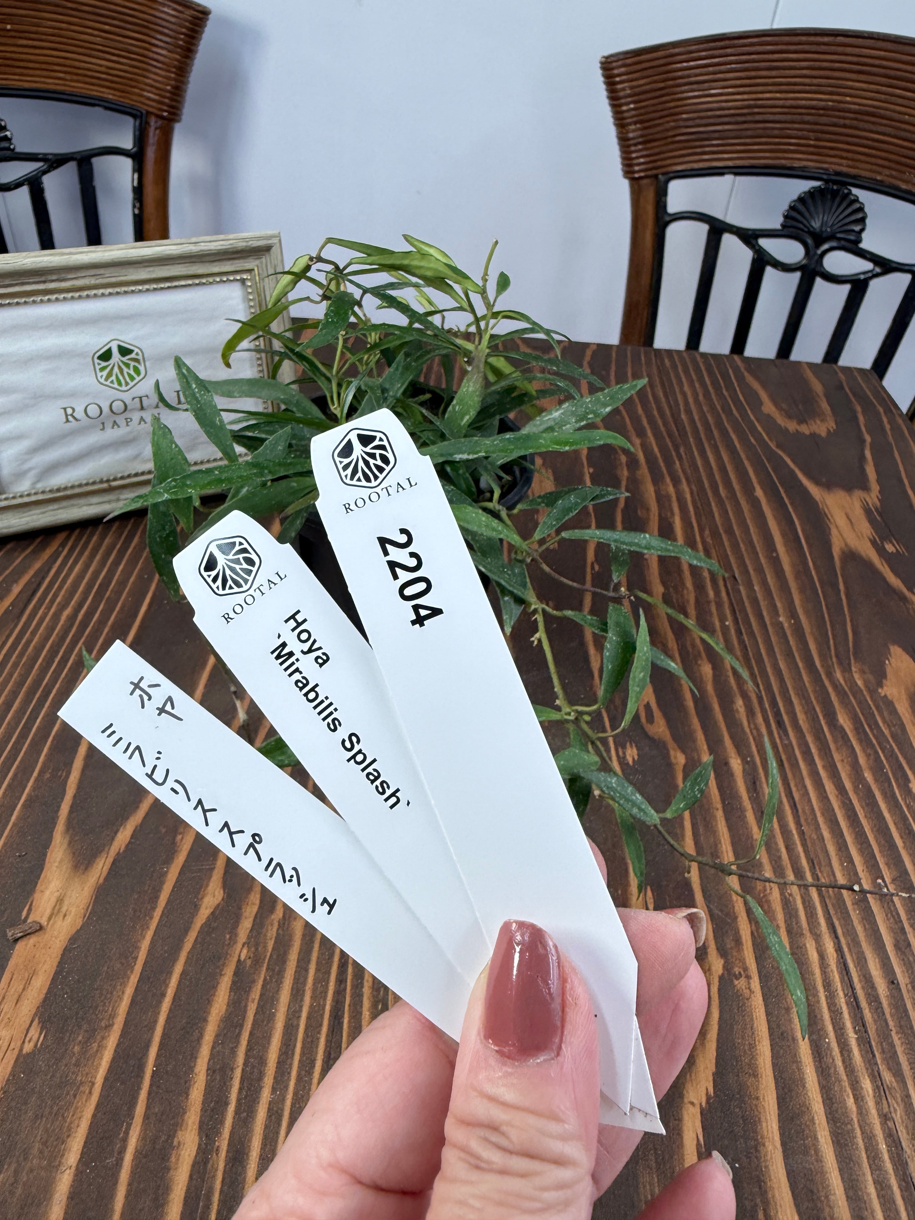 ホヤ | ROOTALPLANTS