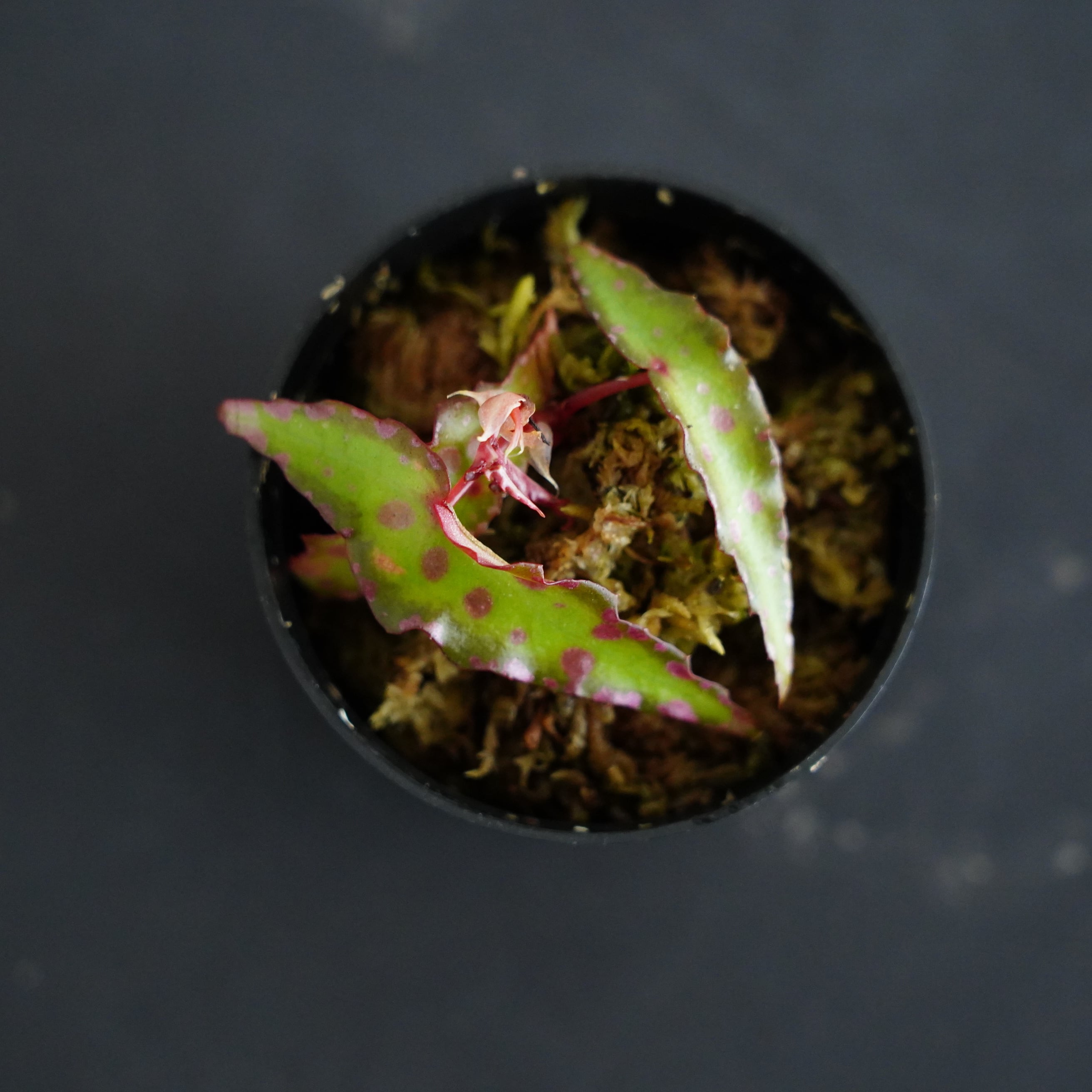 ベゴニア アンフィオクサス Begonia amphioxus｜苔テラリウム作製用