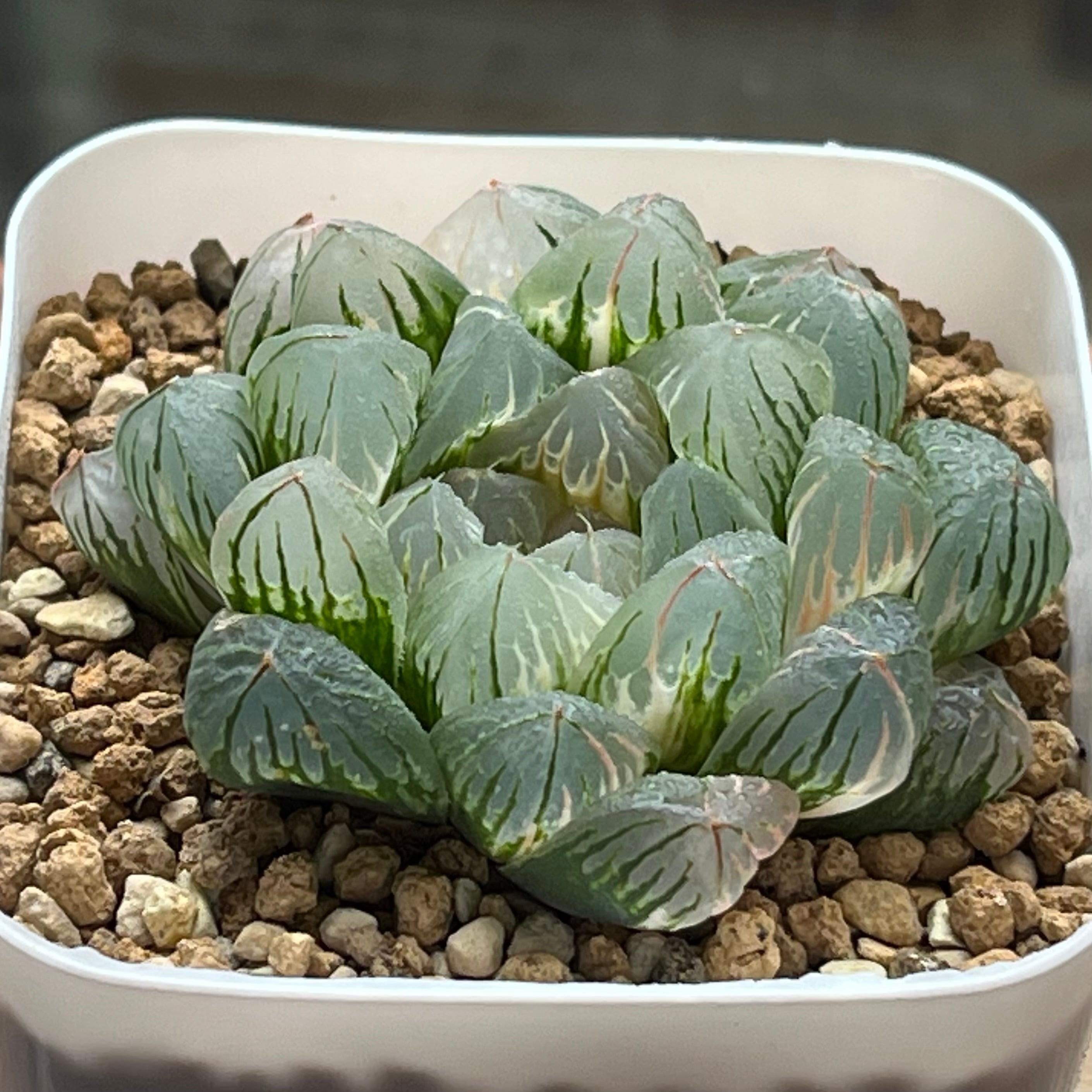 88a 多肉植物 ハオルチア パントラピクタ錦糊斑 自家繁殖 鉢植え発送