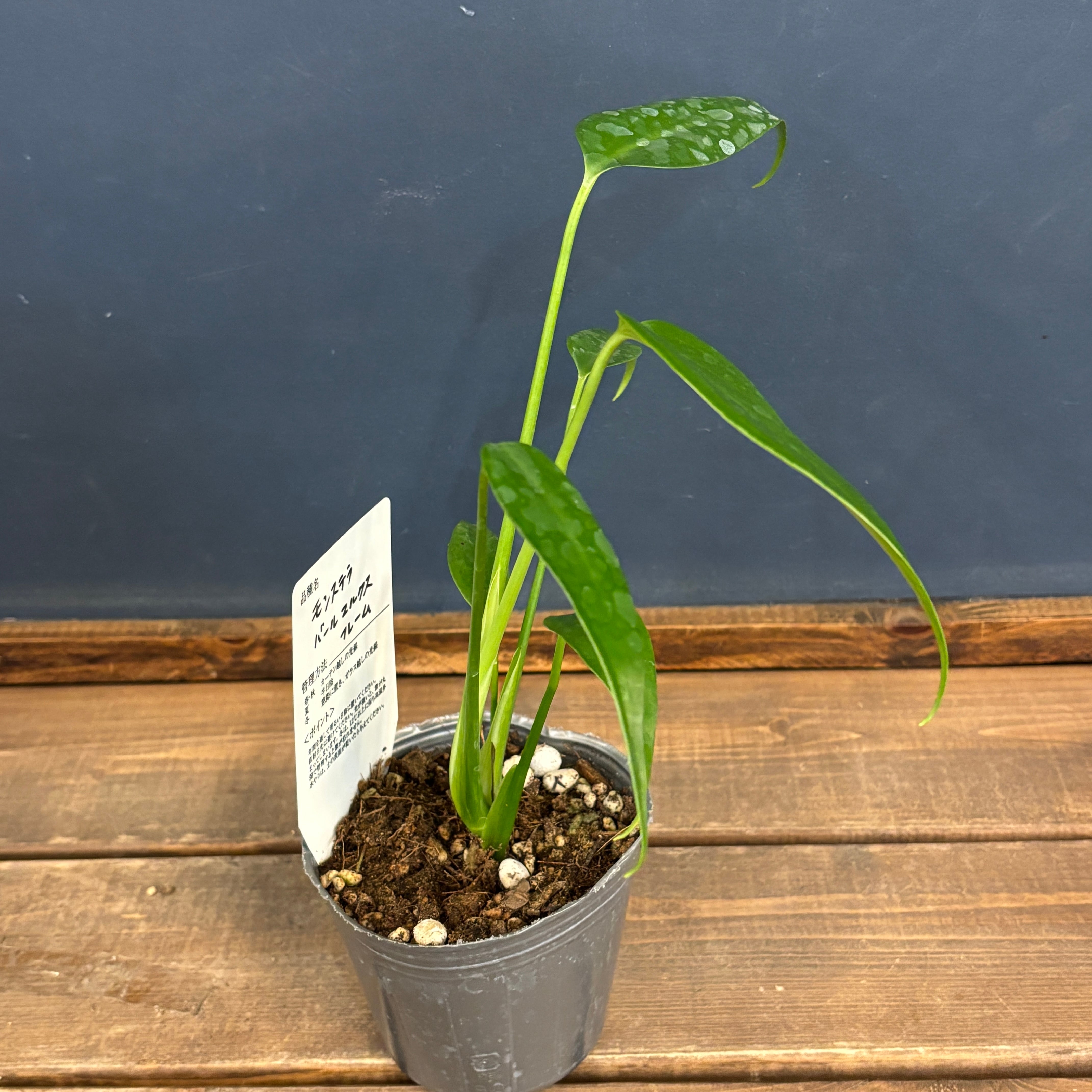 モンステラ バールマルクスフレーム【1011】 | PROTOLEAF プロトリーフ