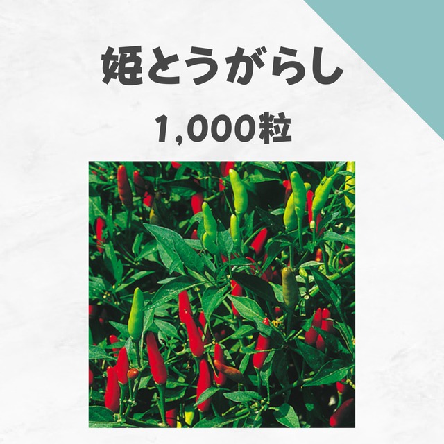姫とうがらし　トウガラシ種子・1,000粒