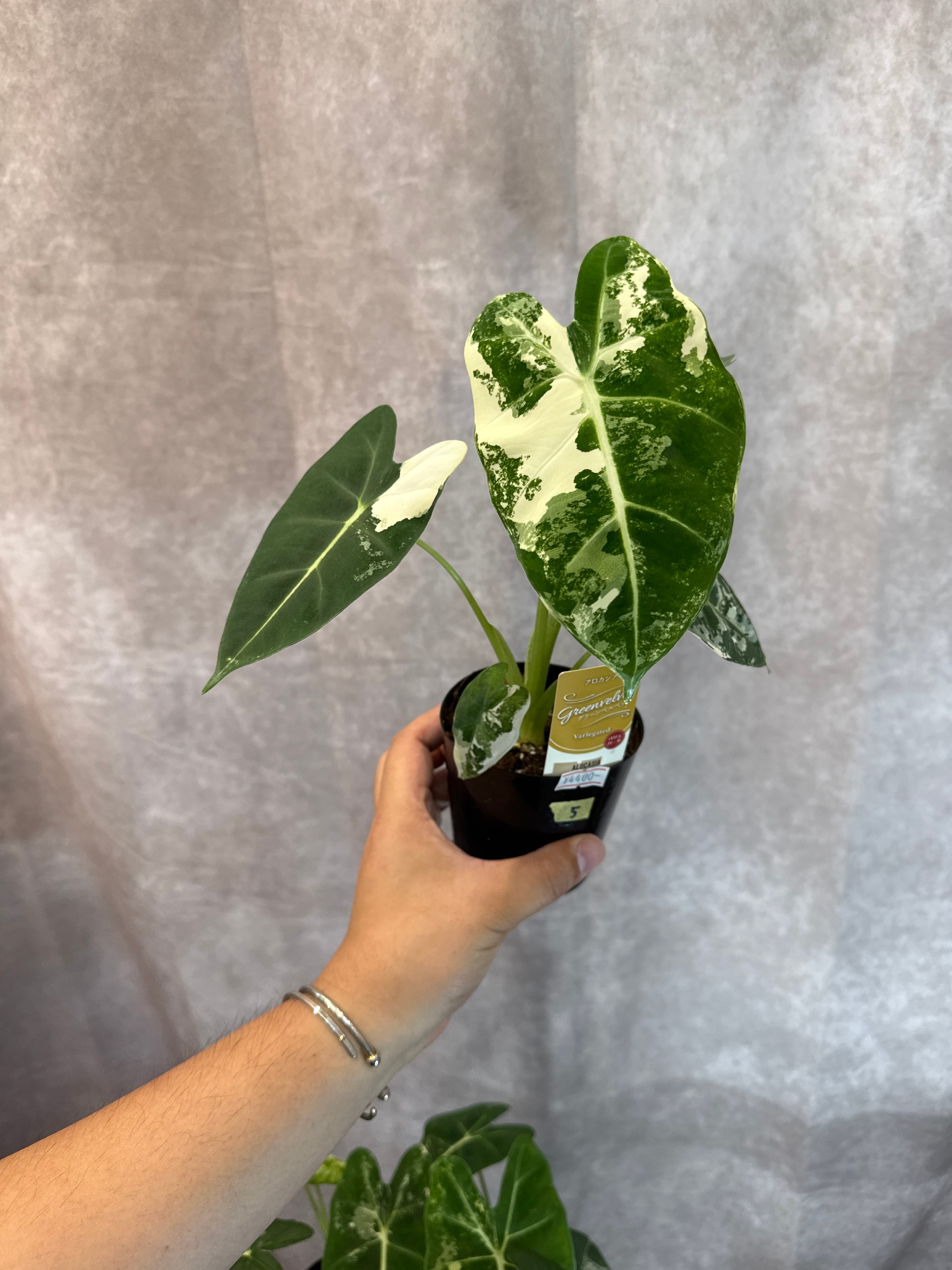 ⑤ アロカシア グリーンベルベット斑入り | Gardenえん 【観葉熱帯植物】