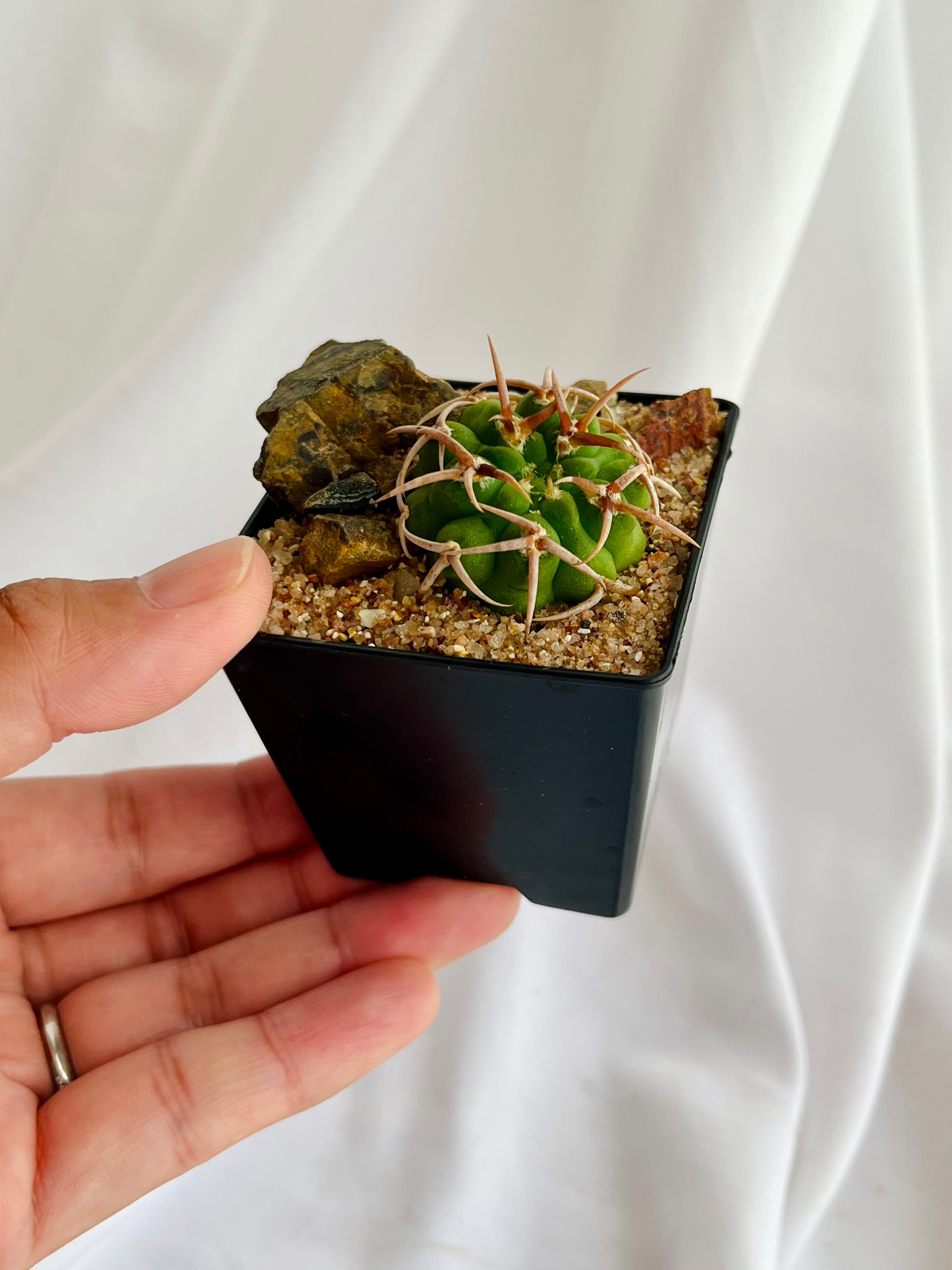 Gymnocalycium mostii ssp. ferocior ギムノカリキウム フェロシオール