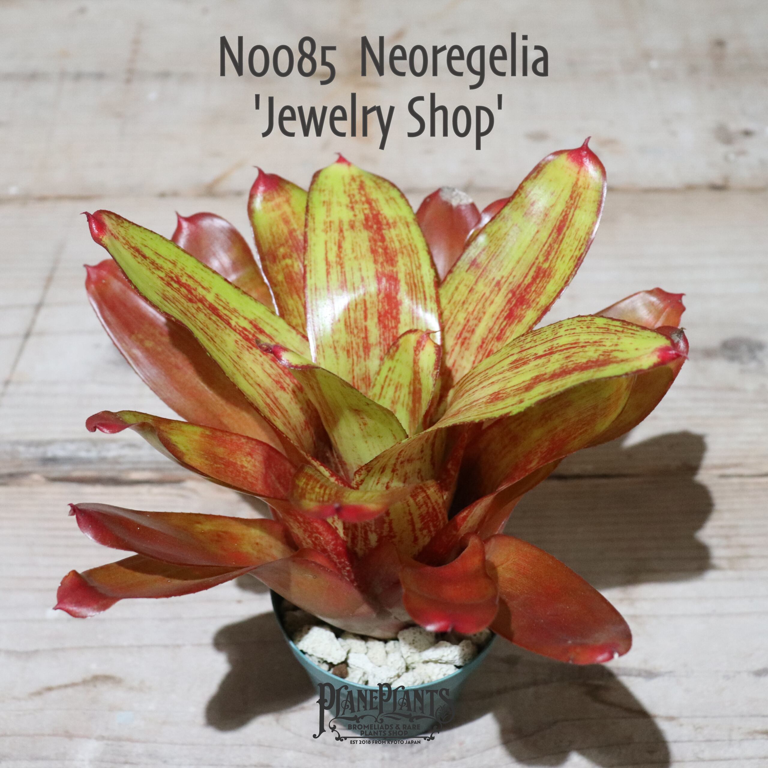 【送料無料】Neoregelia 'Jewelry Shop'〔ネオレゲリア〕現品発送N0085