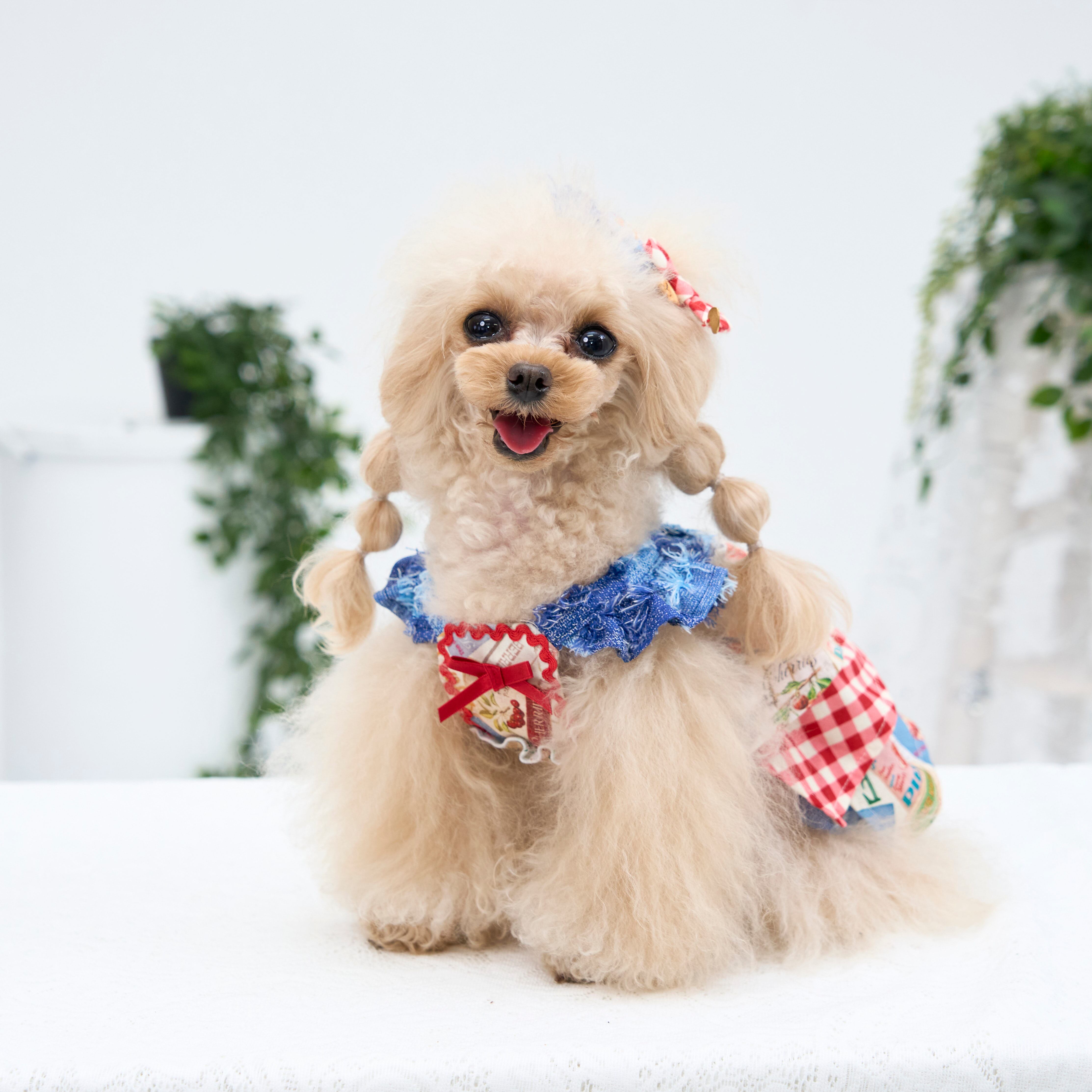 picone×marvel】Teddybearワンピース 【マルベル】 picone×marvel
