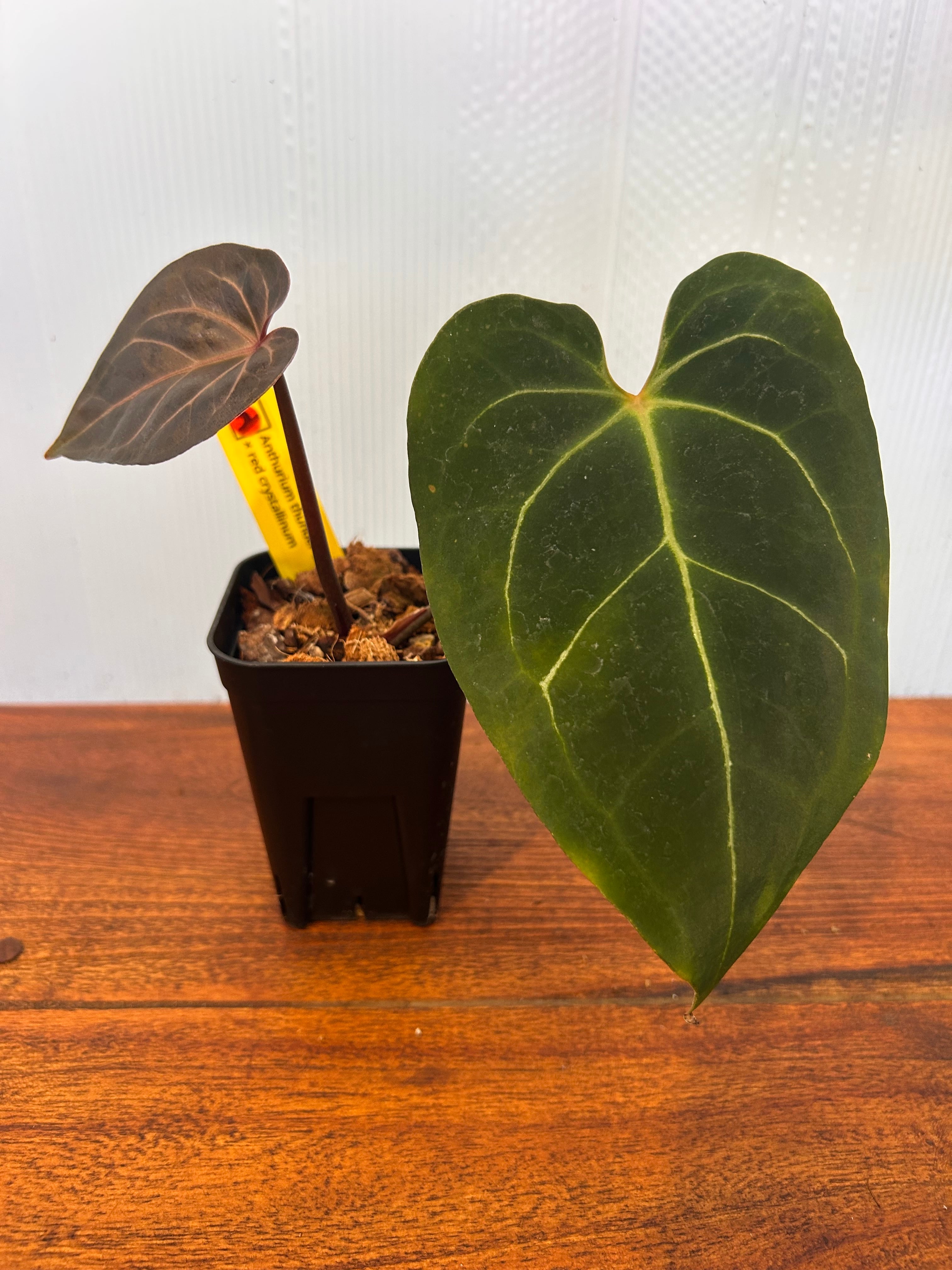 Anthurium | BALI-AN 園芸