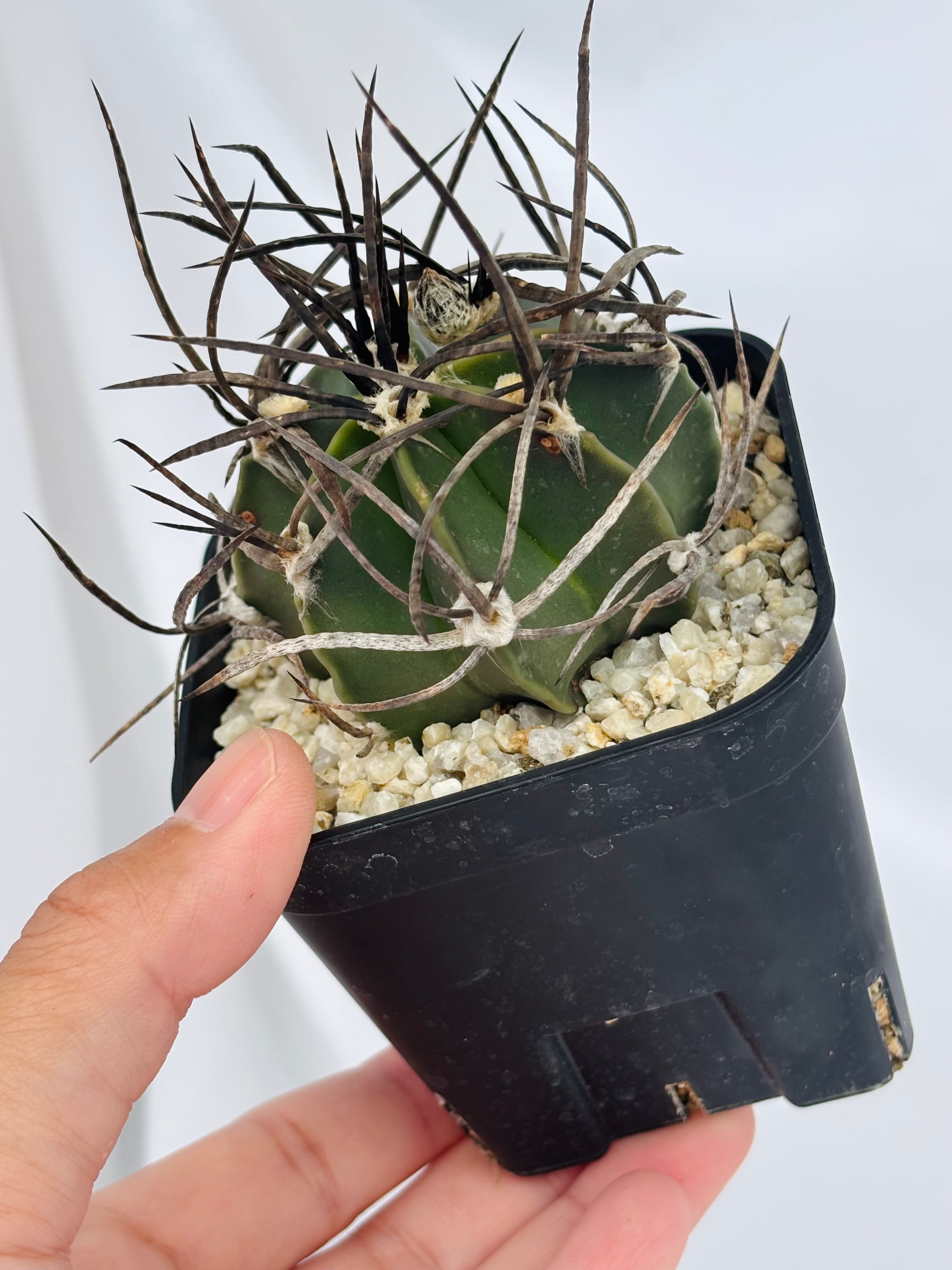 Astrophytum capricorne v. crassispinum アストロフィツム 水牛大鳳玉