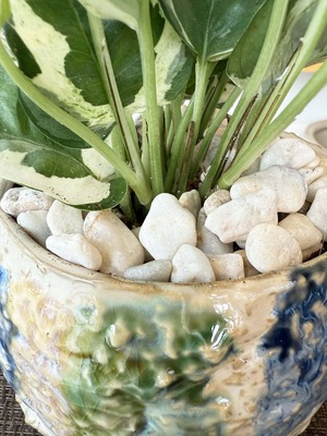 ポトス・エンジョイ